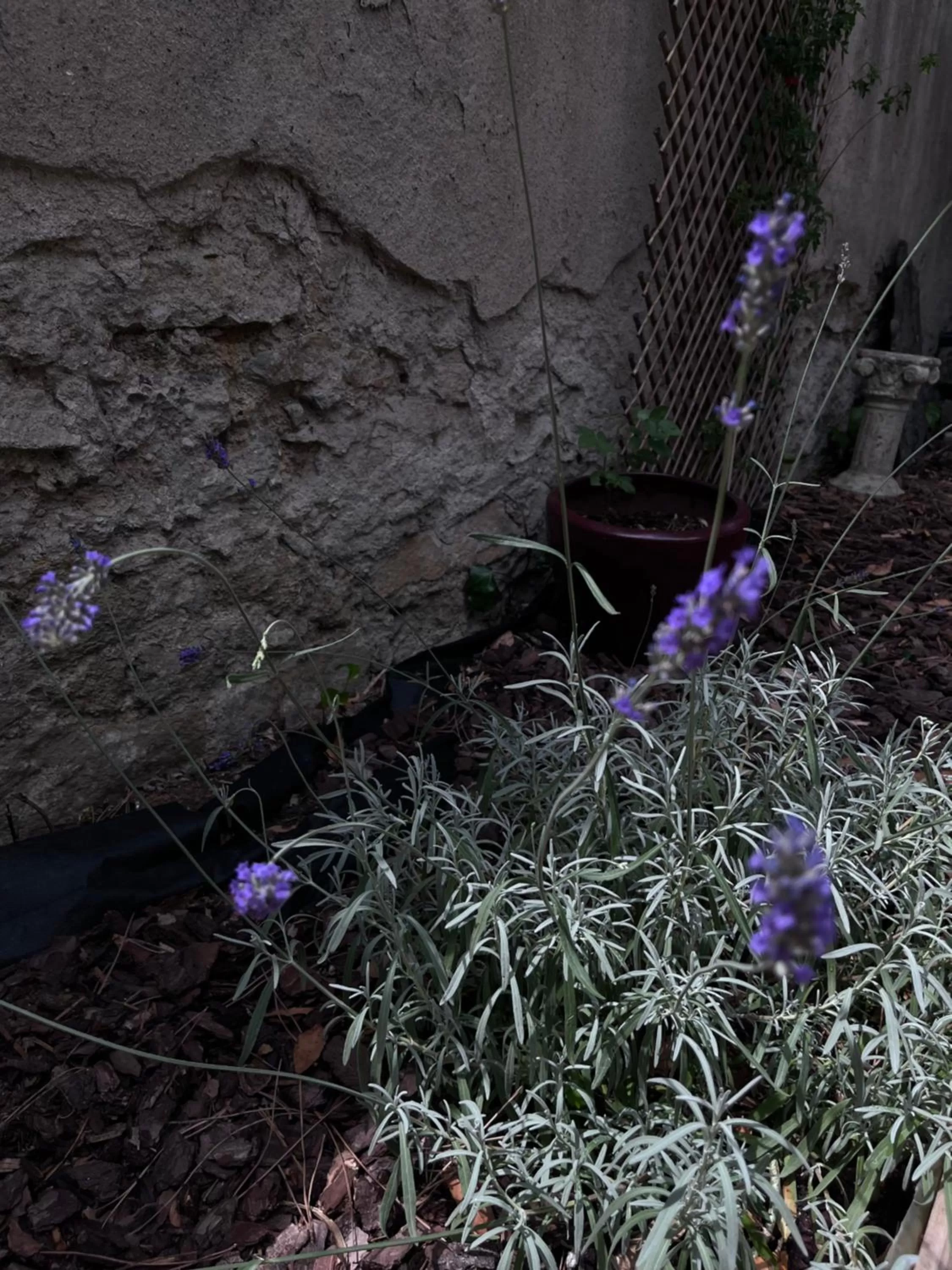 Garden in SalutBB Chambre d'hote