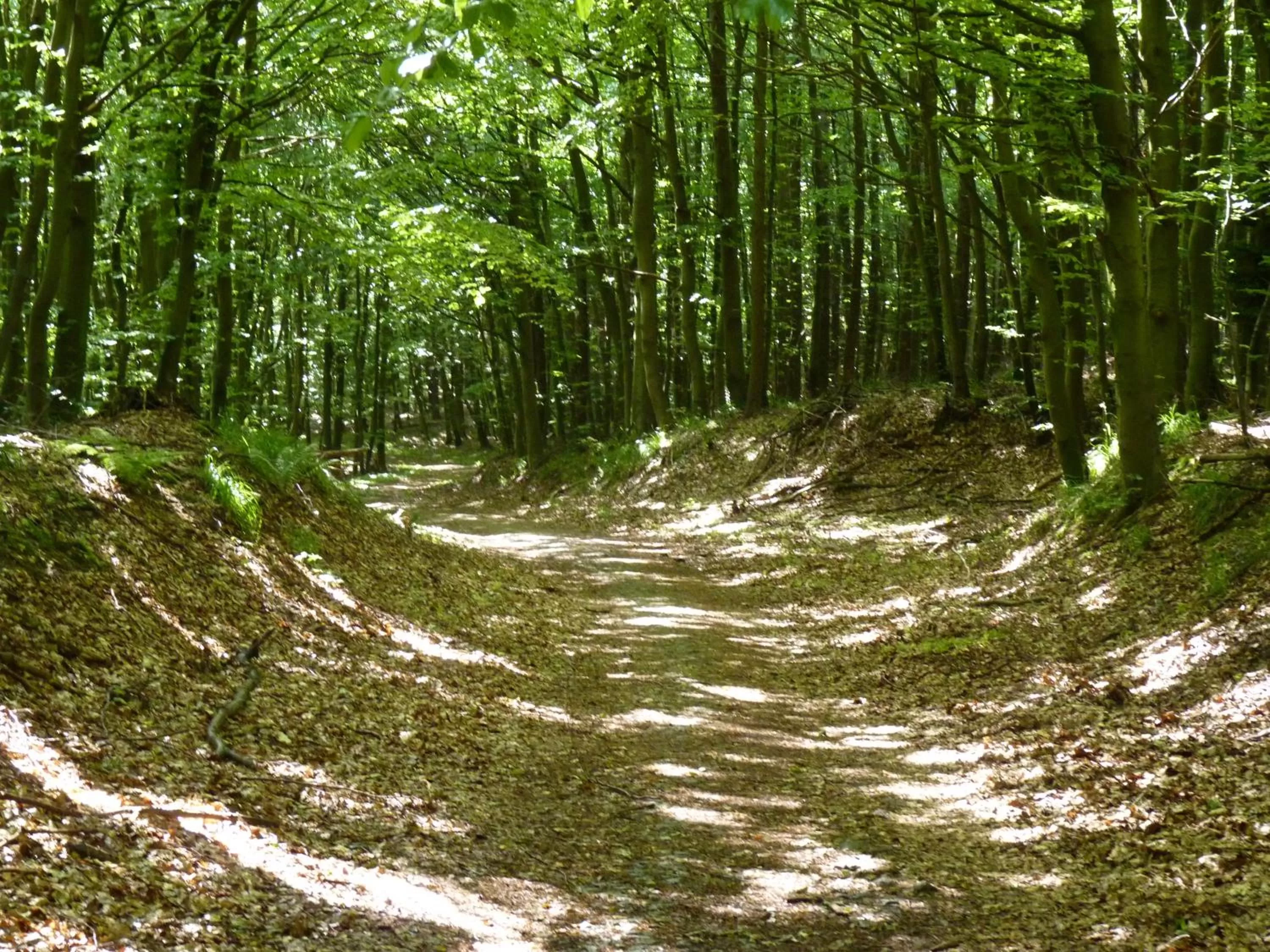 Natural landscape in Hotel Am Markt