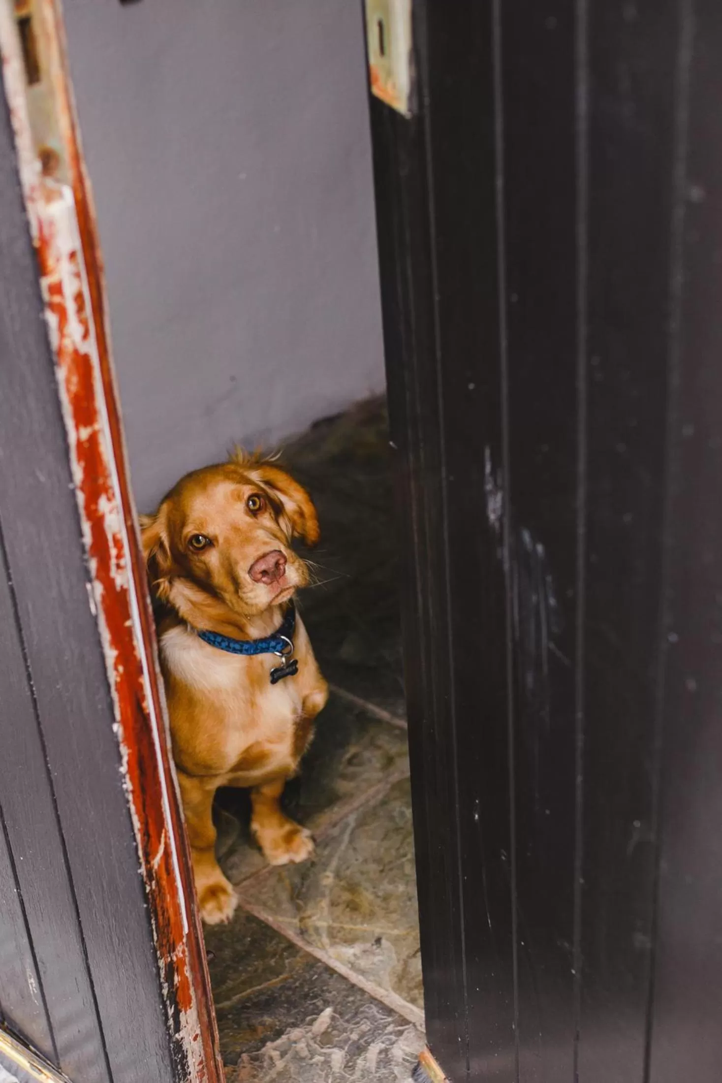 Pets in Inn On The Coast