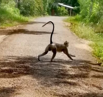 Pets in Green Cottage