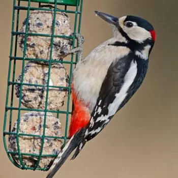 Brambles Bed and Breakfast