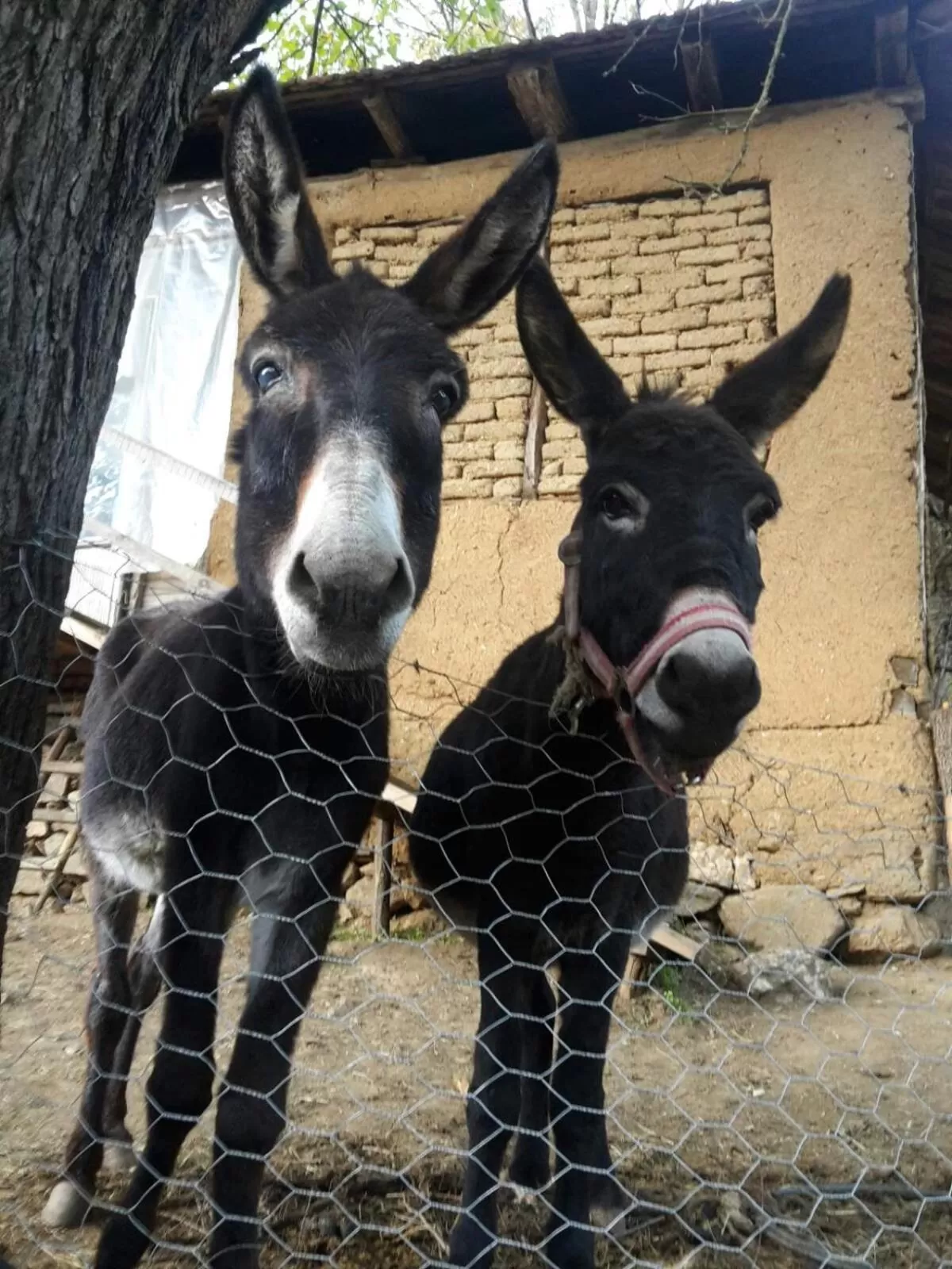 Etno selo Vile Jefimija, selo Preobrazenje, Vranje