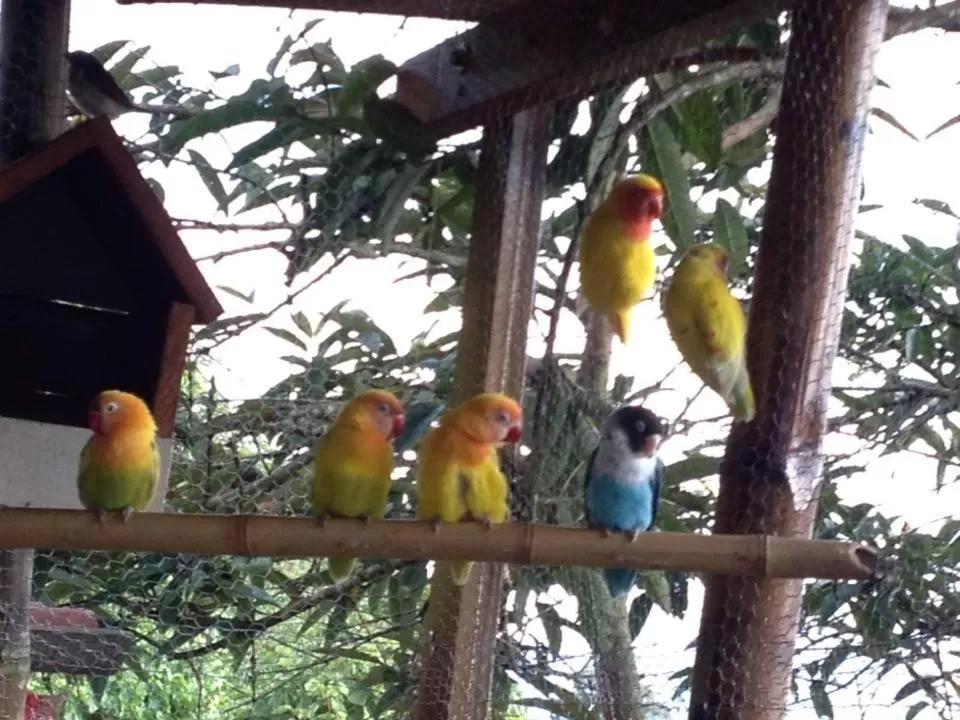 Other Animals in Mirador Finca Morrogacho