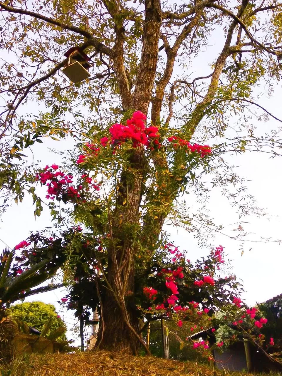 Garden in Biomas Hotel