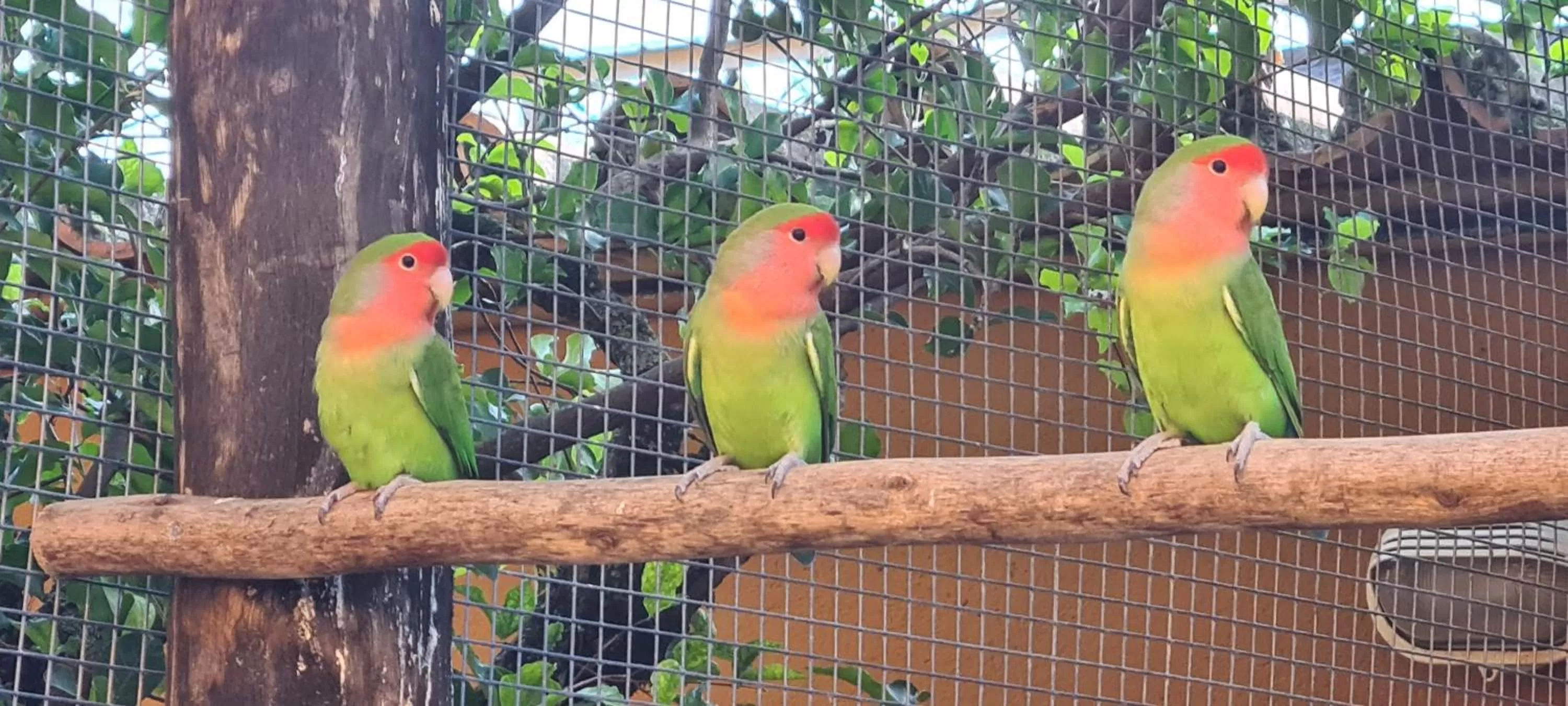 Animals in Pousada Casa Amarela