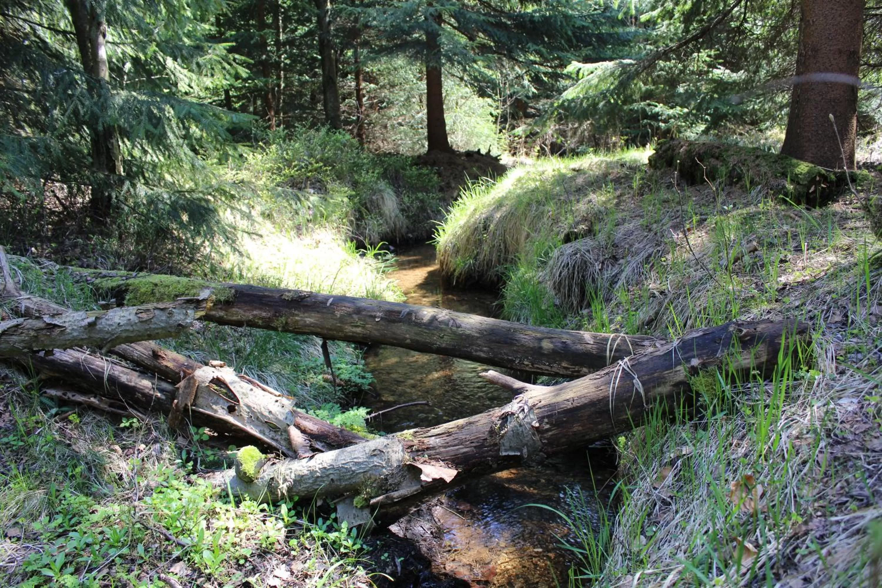 Garden, Natural Landscape in Waldgasthof Bad Einsiedel