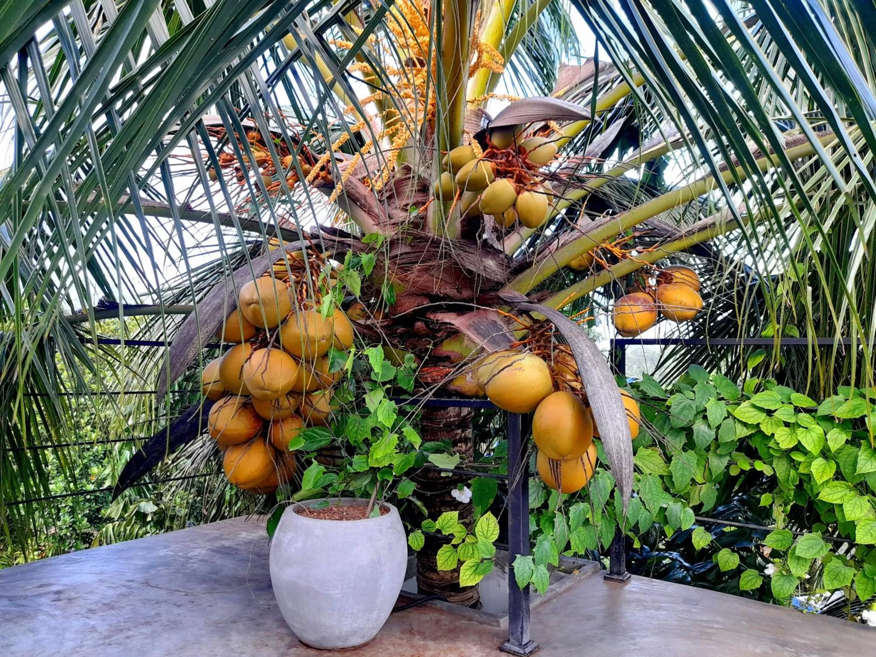 Restaurant/places to eat in Weligama Bay Watsila Resort