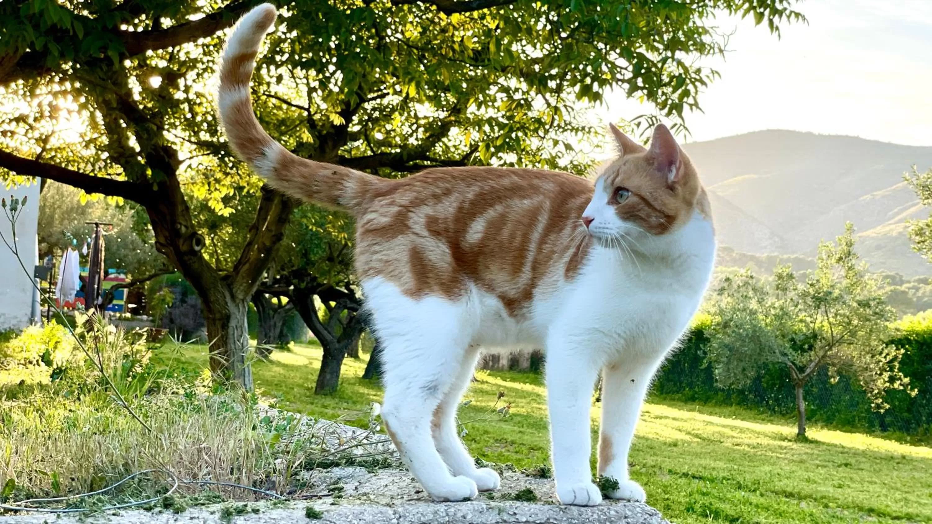 Pets in Finca La Higuera - Boutique B&B