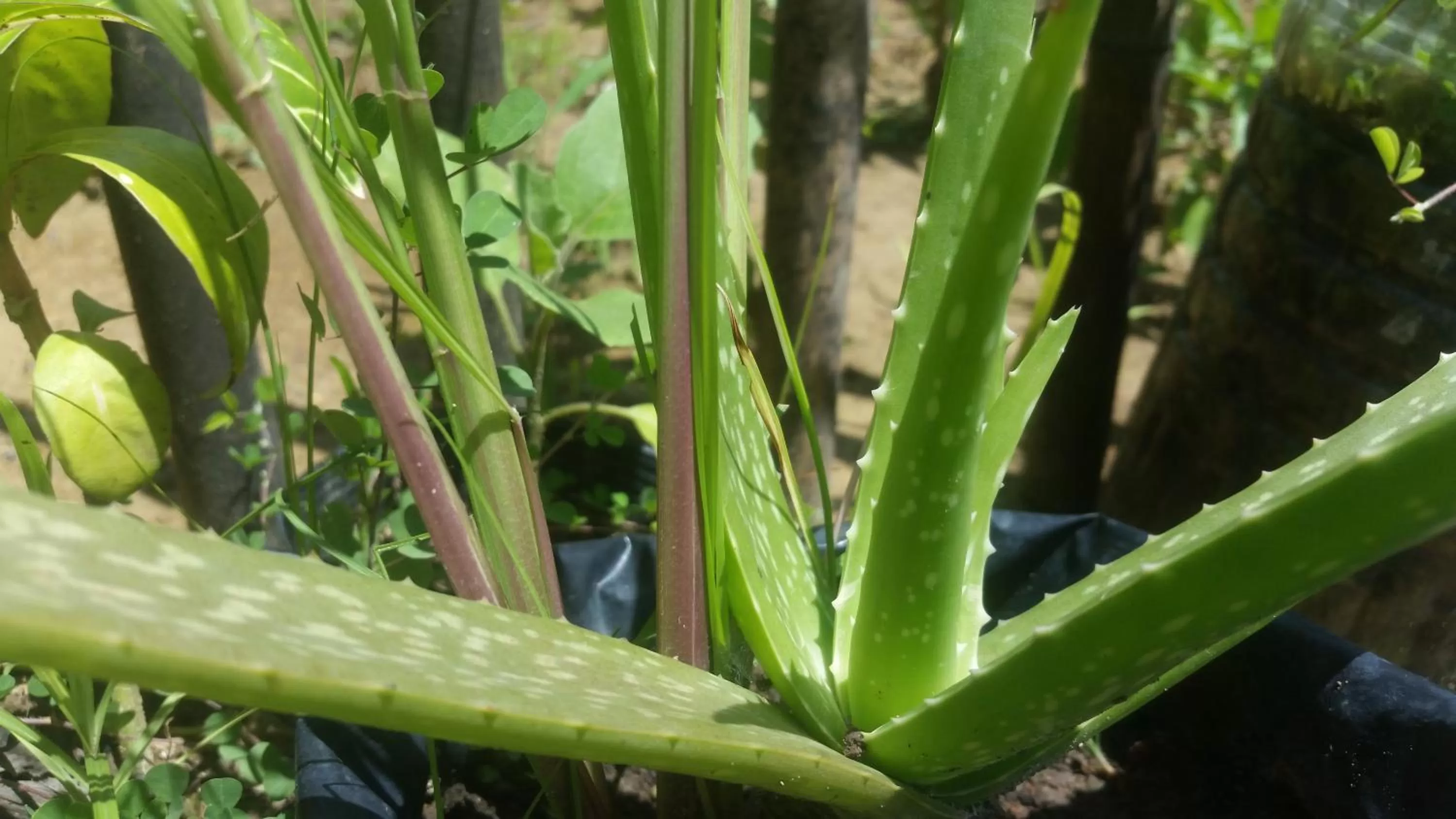 Garden in Banana Grove El Nido