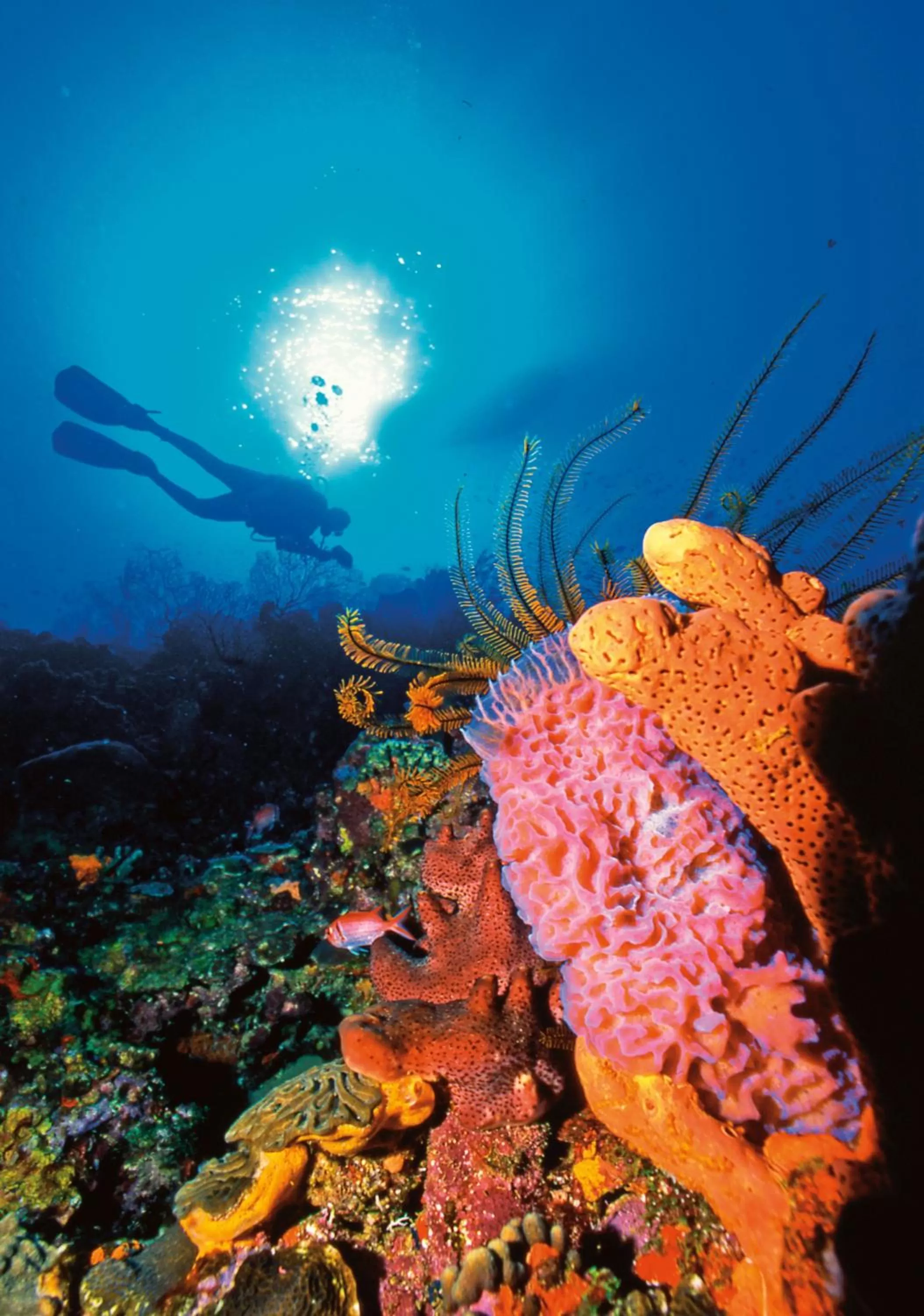 Diving in Anse Chastanet Resort