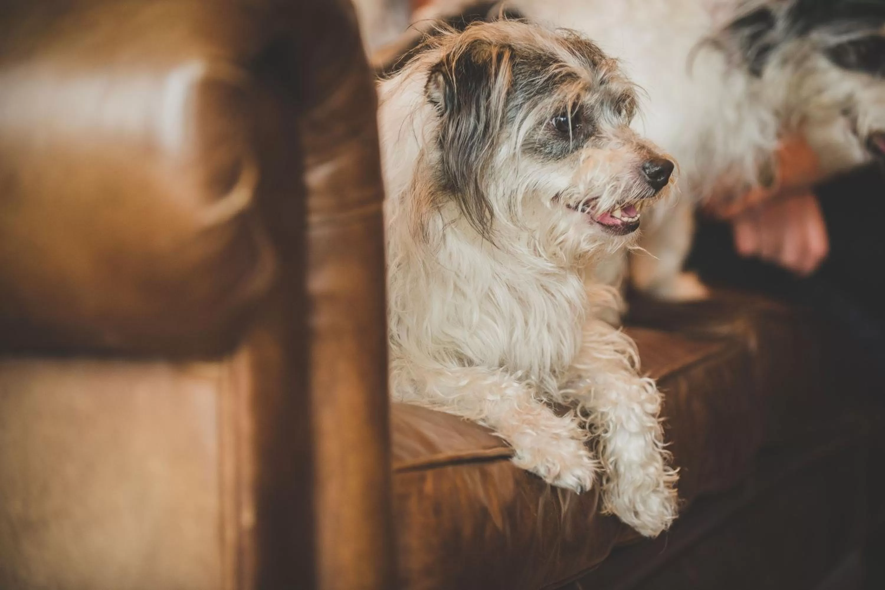 Pets in Caer Rhun Hall Hotel