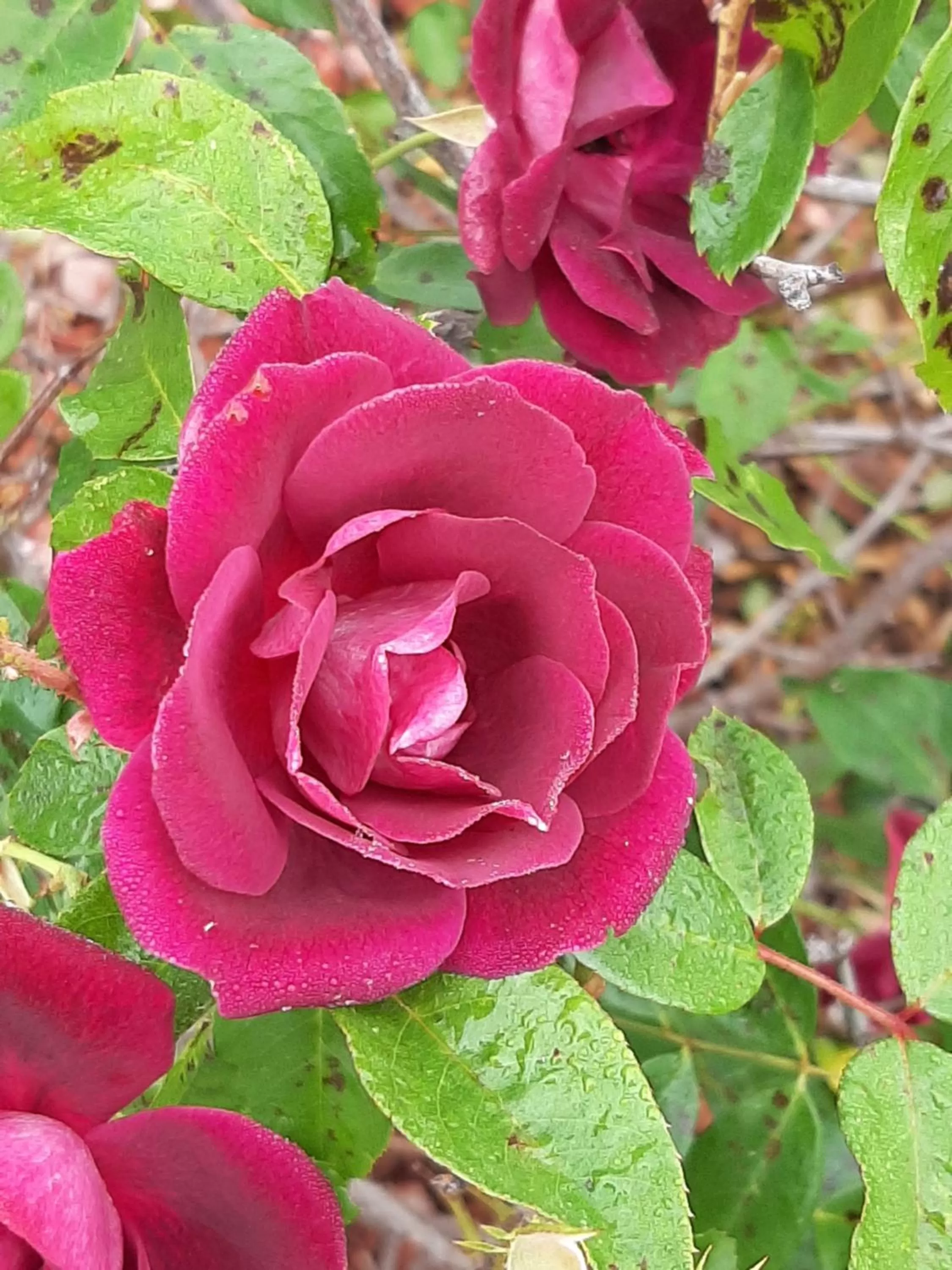 Country Rose Motel Warwick