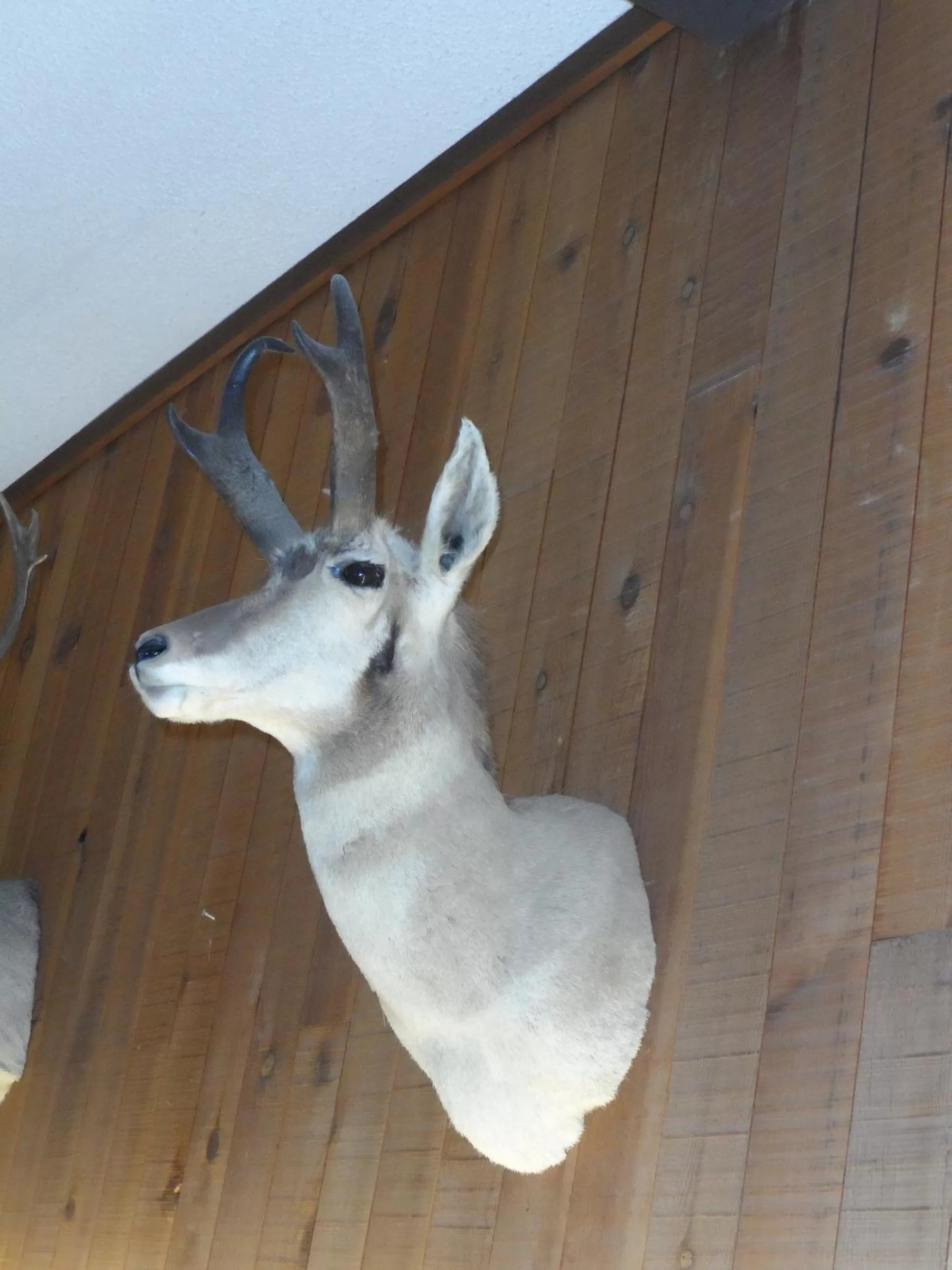 Lobby or reception in Bear Lodge Motel
