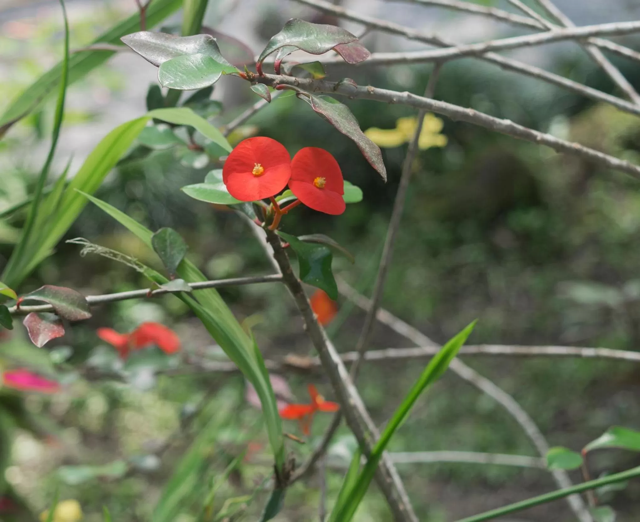 Garden in Hotel Kokoro Mineral Hot Springs