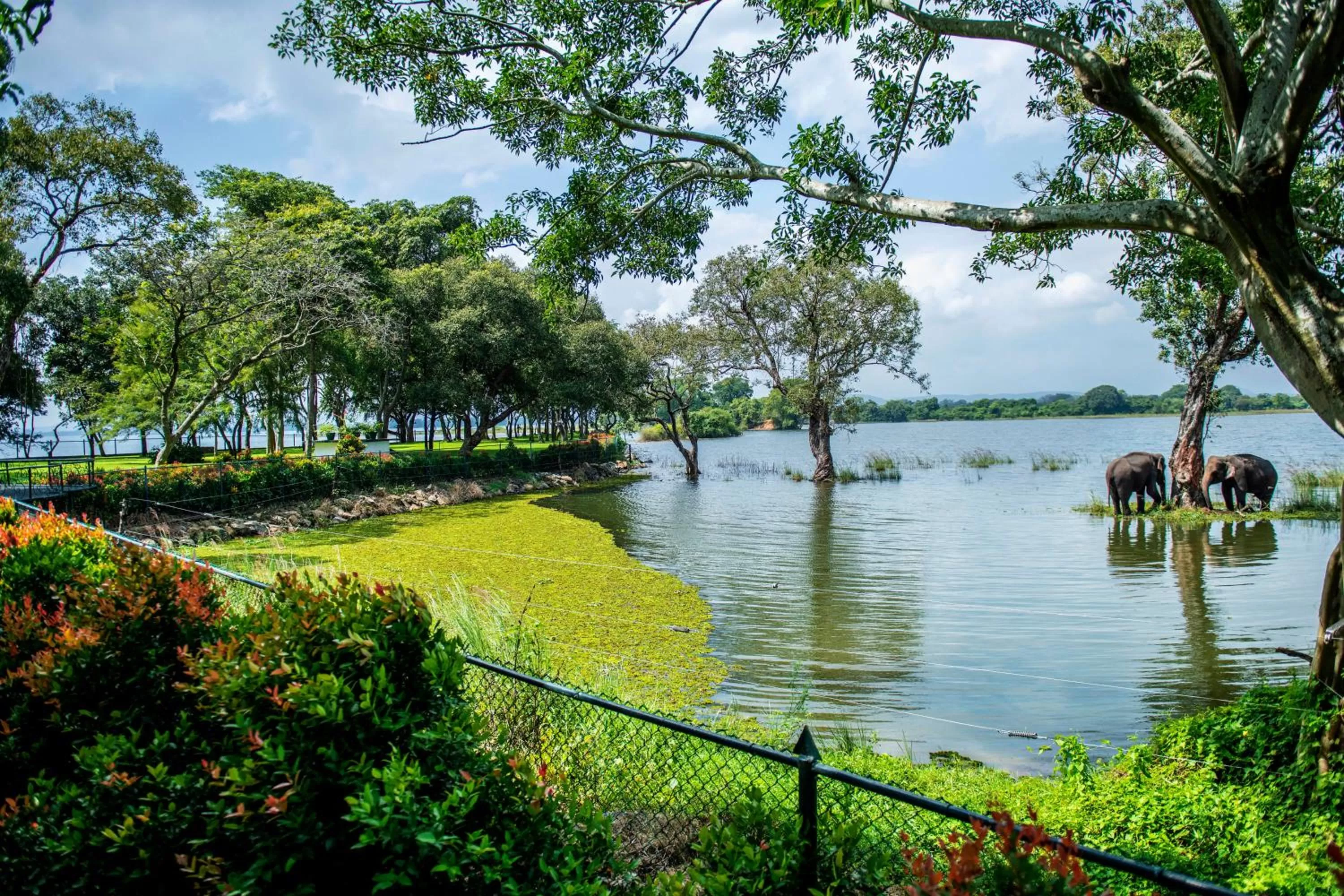 Garden view in Hotel Sudu Araliya