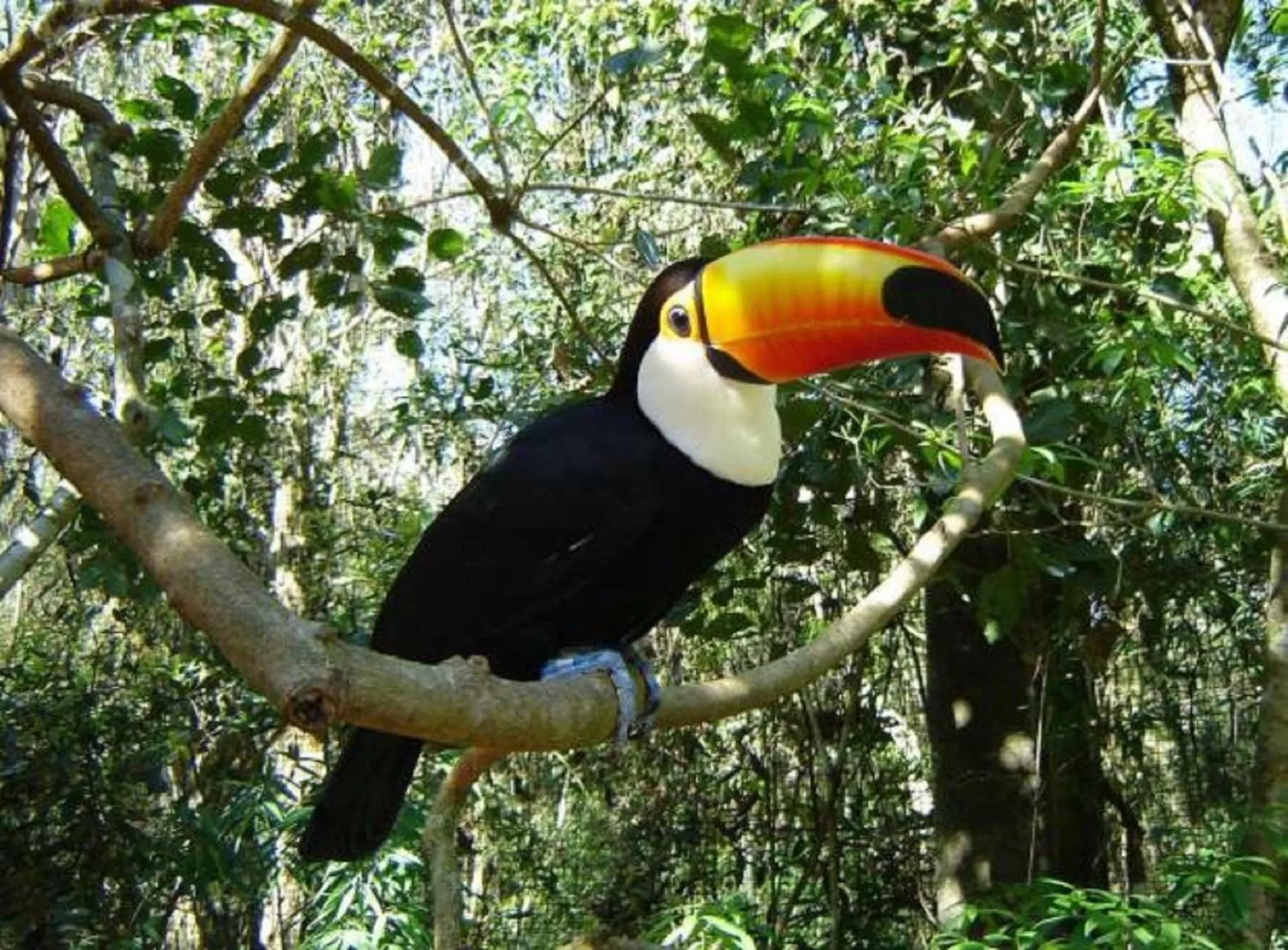 Other, Other Animals in Uiara Amazon Resort