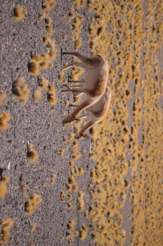 Other Animals in Hoteles Pueblo de Tierra