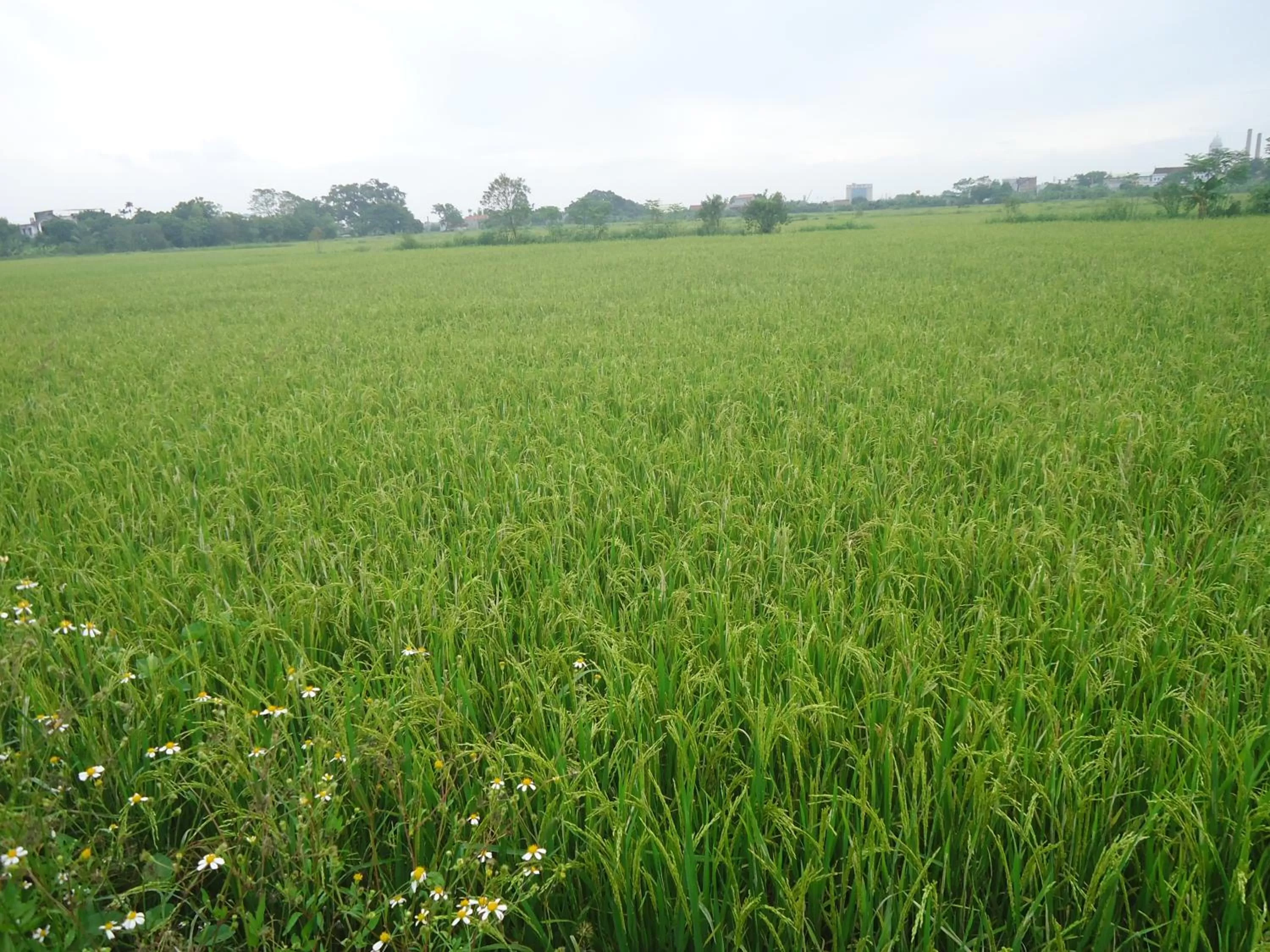 Neighbourhood in Green Space Homestay