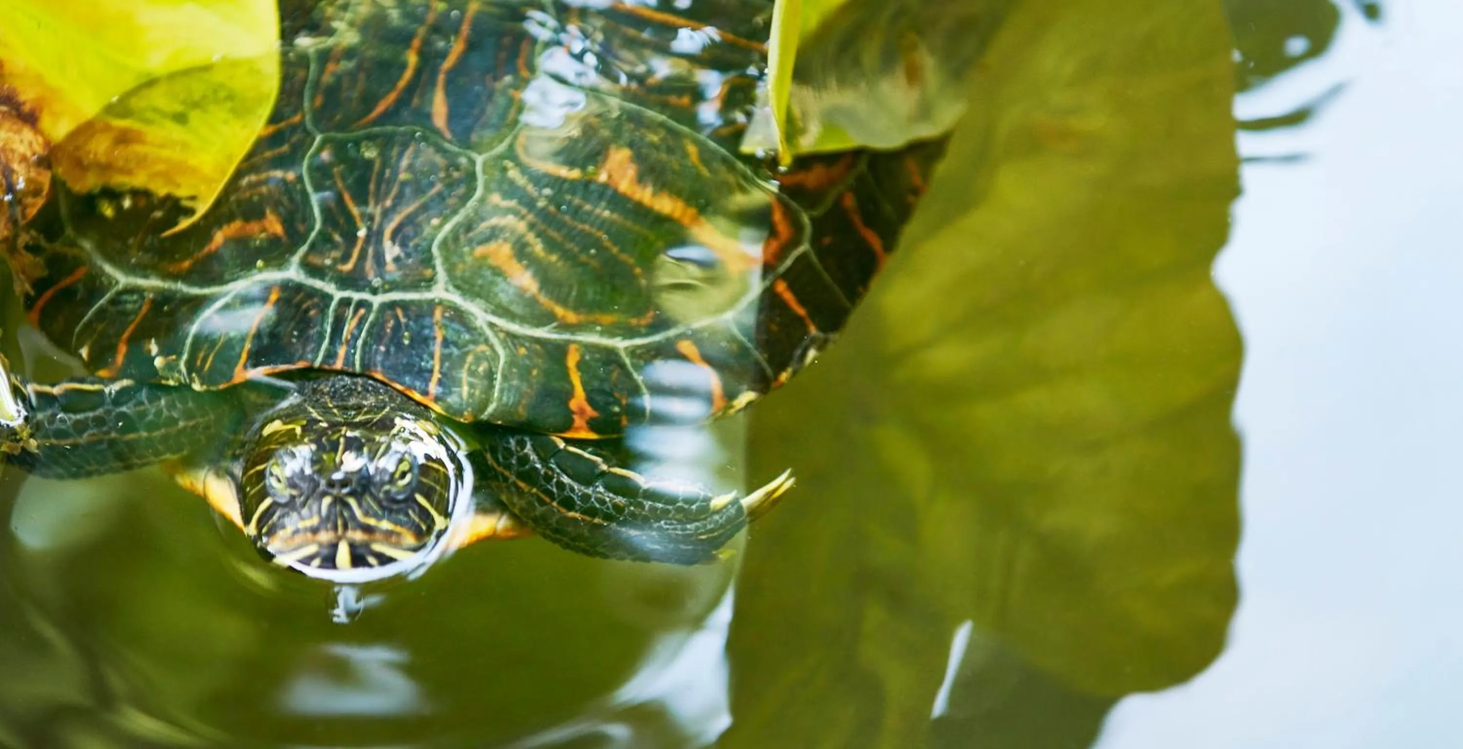 Animals in Villa Paola