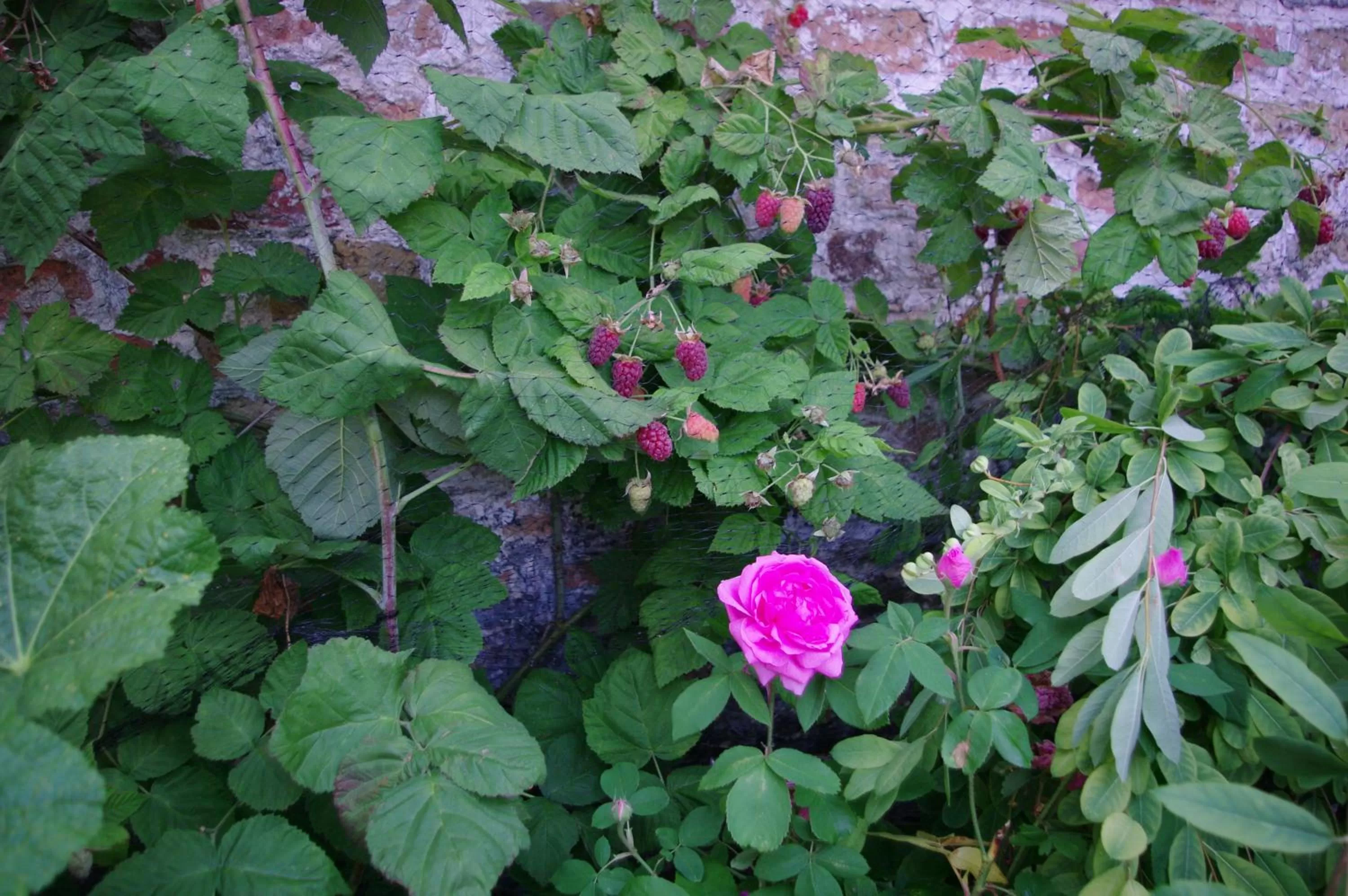 Other in B&B Canal Deluxe