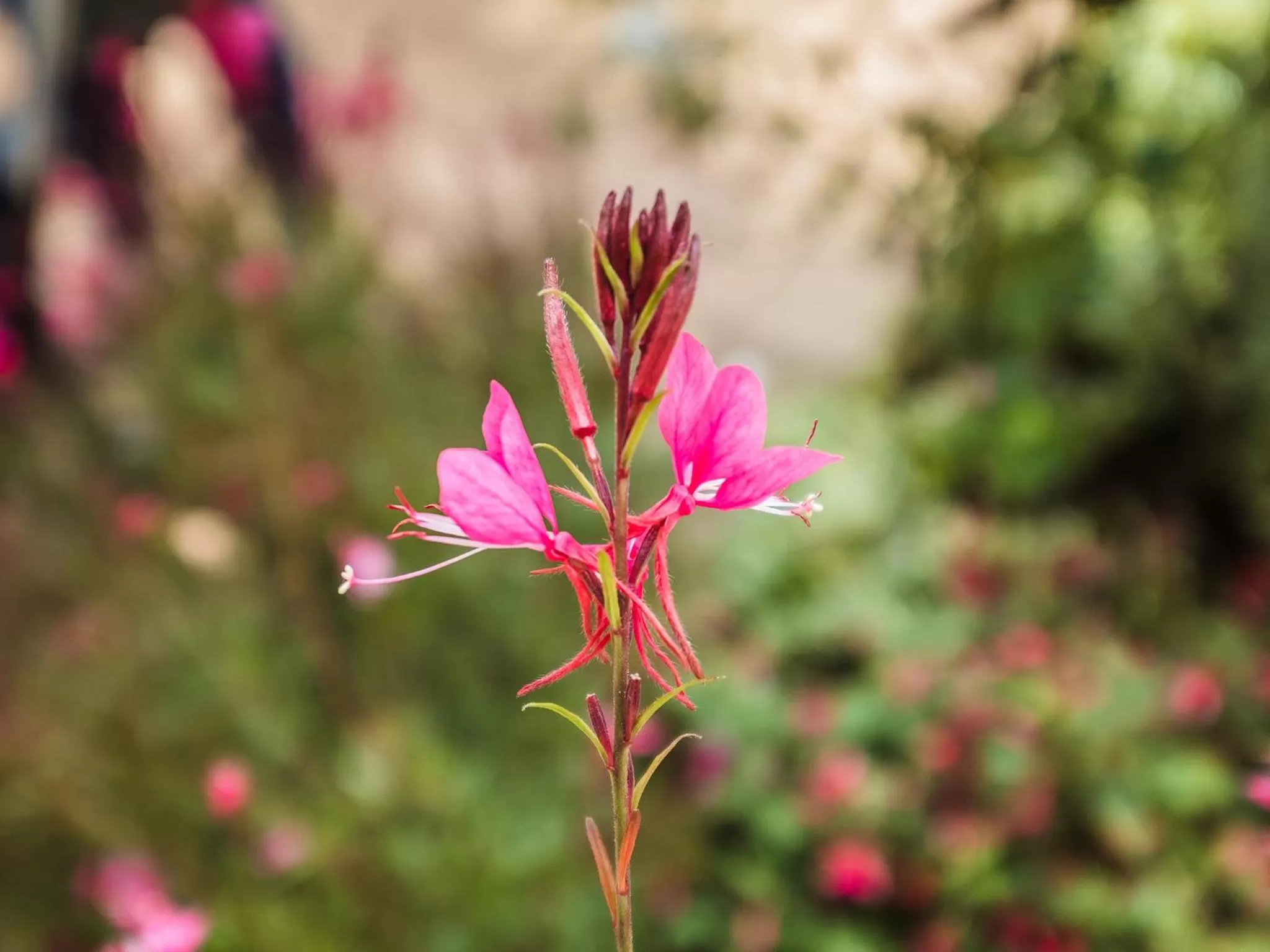 Garden in On the Bay