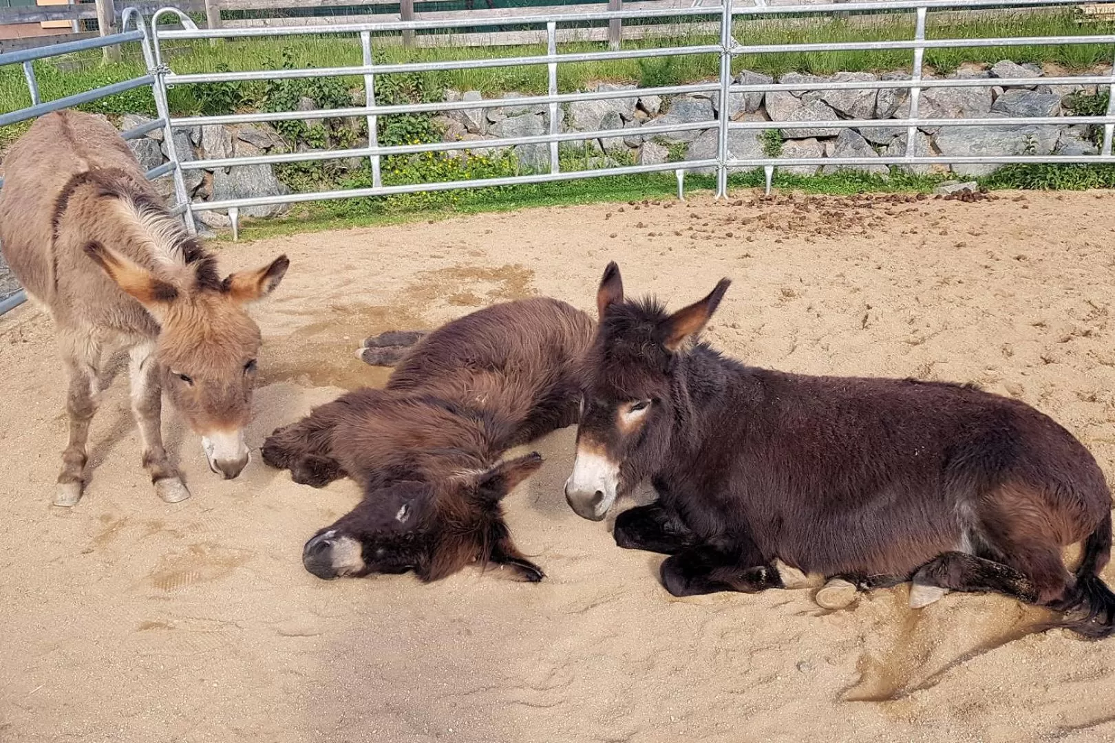 Animals, Other Animals in OREA Resort Panorama Moravský kras
