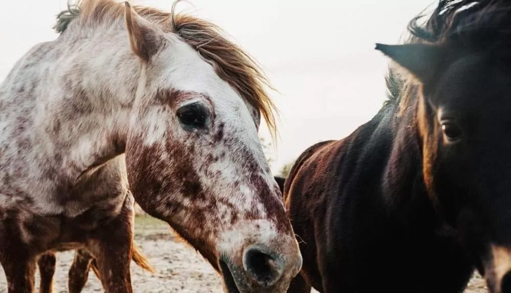 Horse-riding, Pets in Spa & Pool Apartment Hotel - Restaurant VILLA IVICA