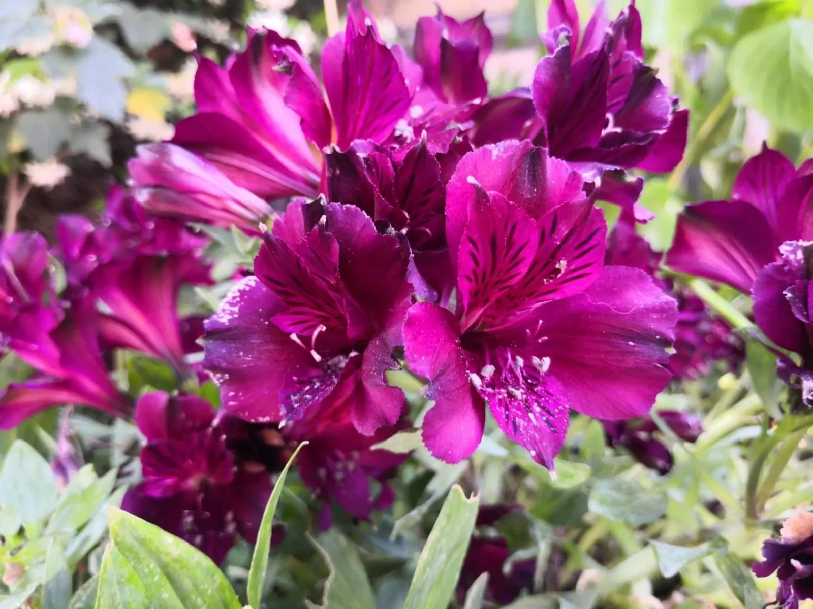 Garden in Il Torrione