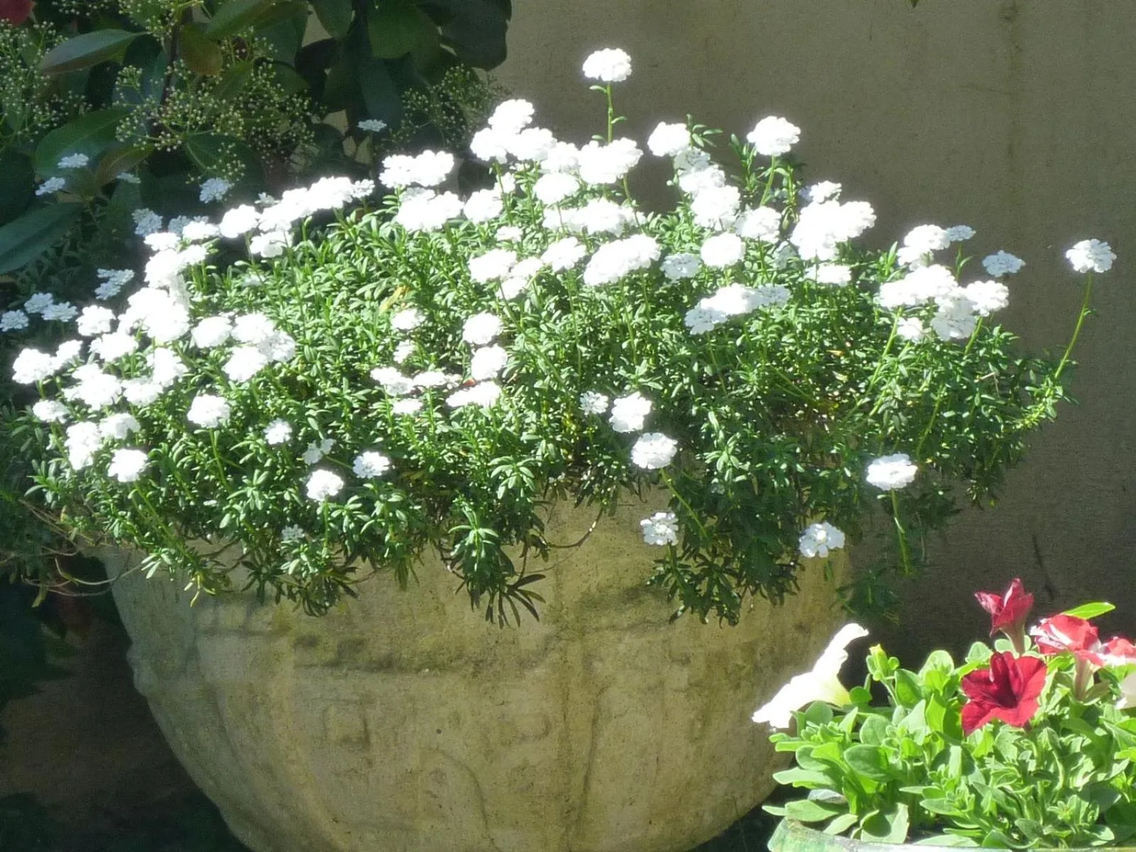 Garden in Hotel de France