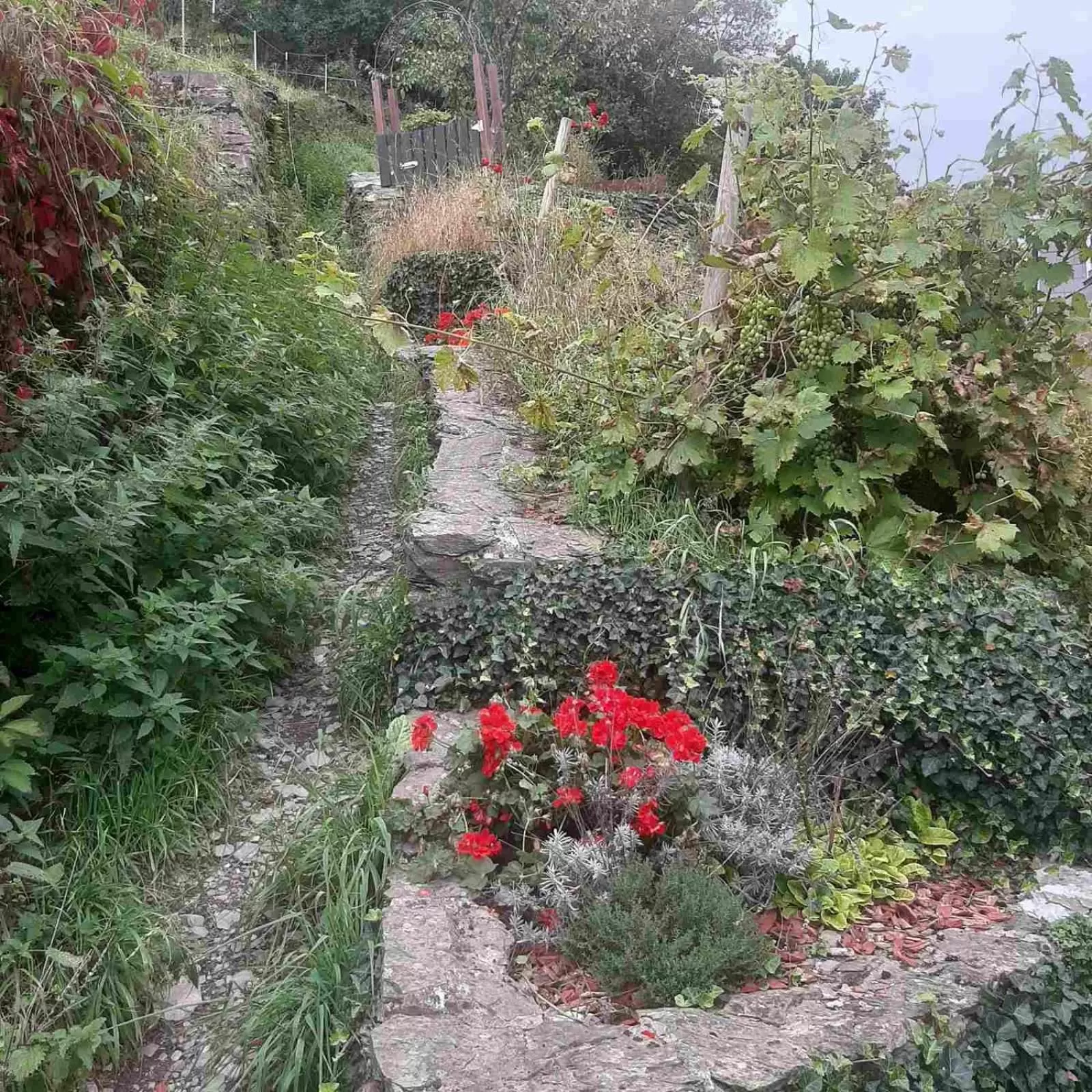 Garden in Golden Lion