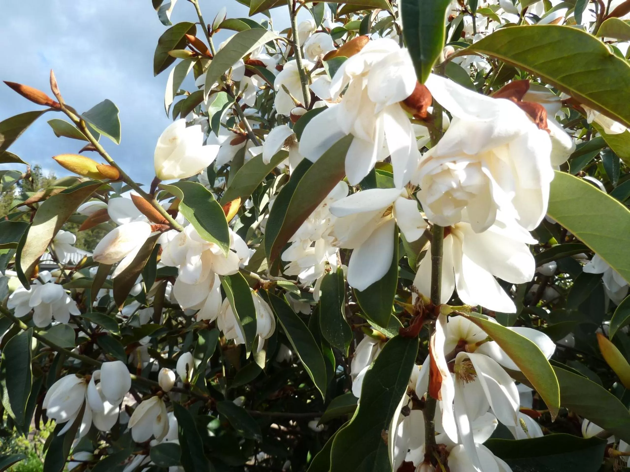 Spring in Redwood Valley B & B