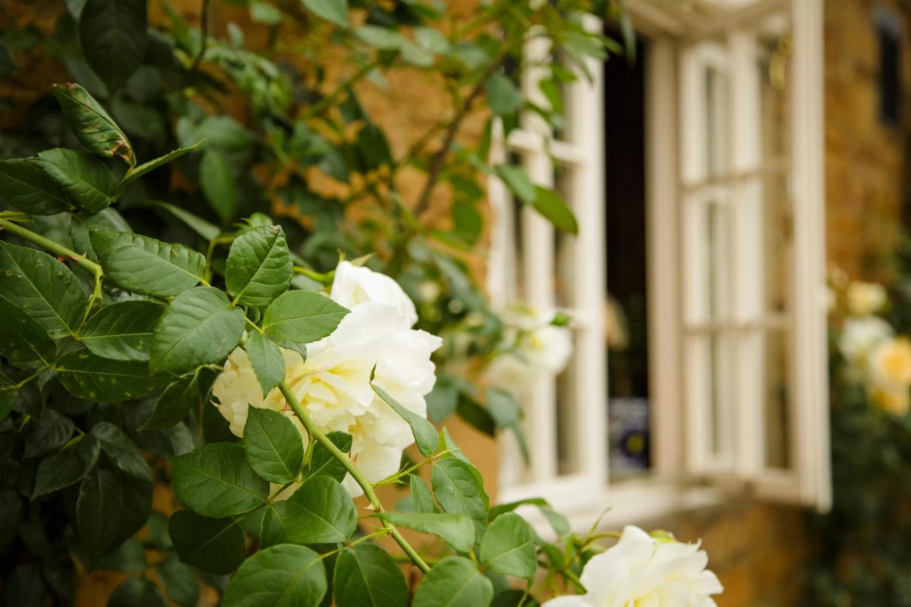 Property building in White Horse Inn & Restaurant