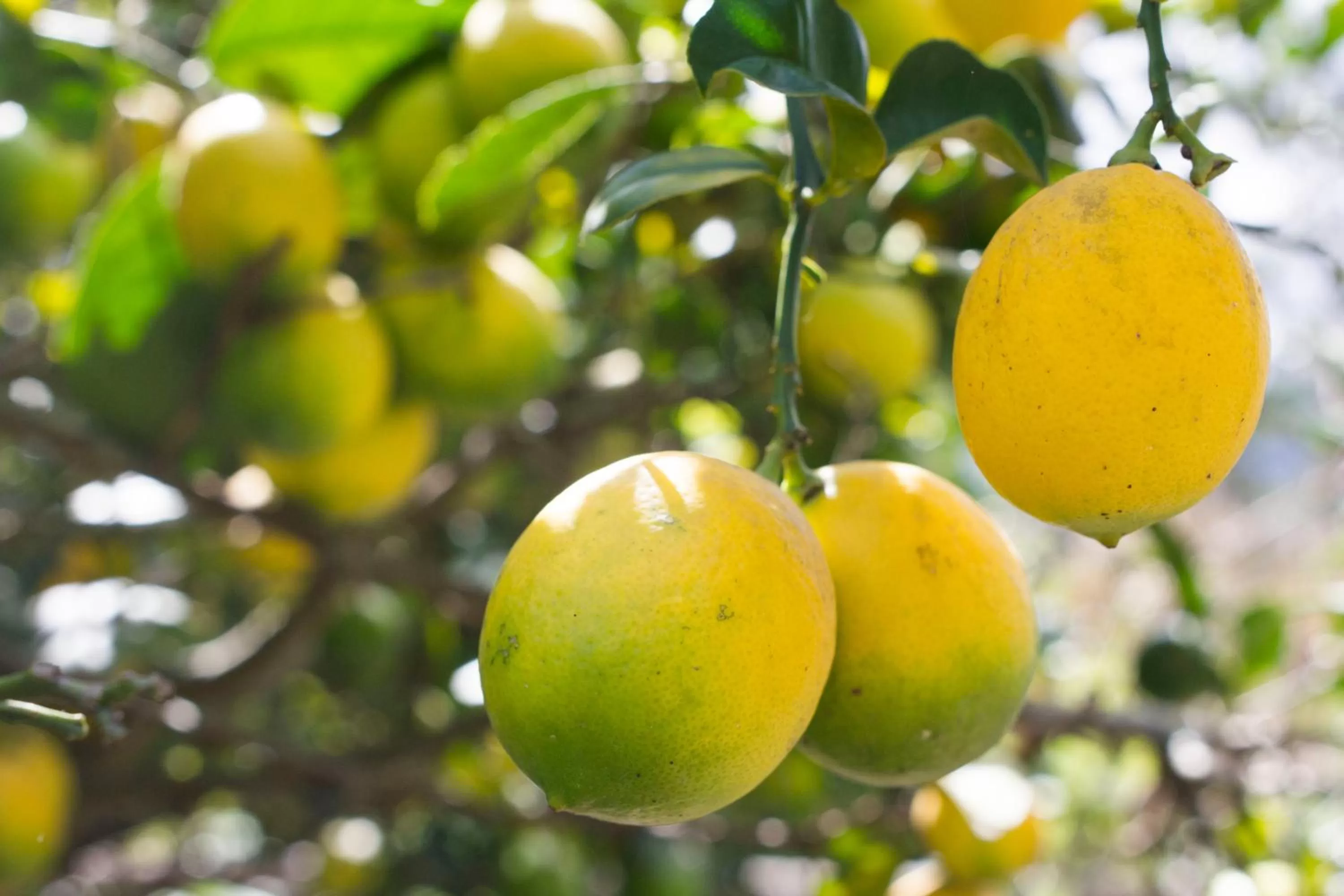 Property building, Food in Kallpa Wasi