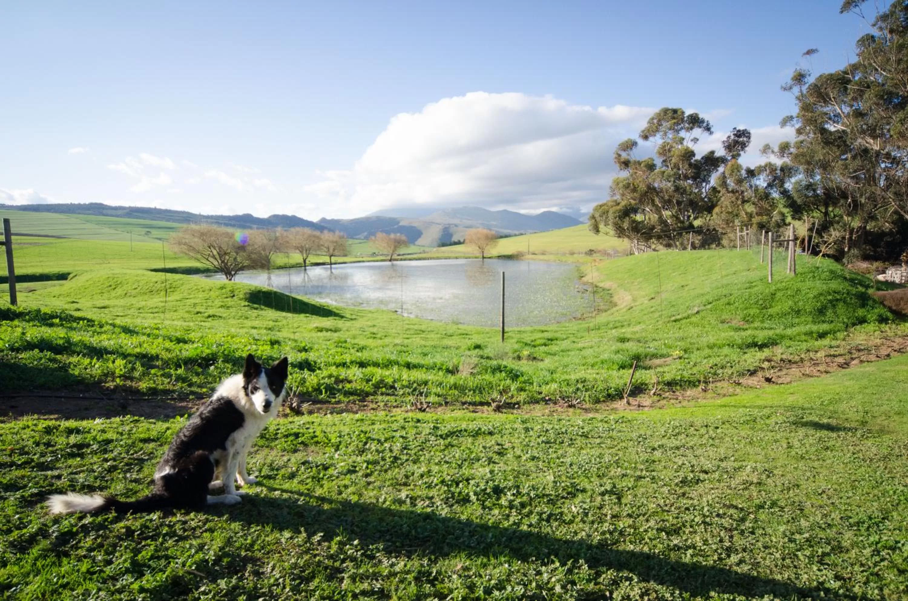 Pets in Rouxwil Country House