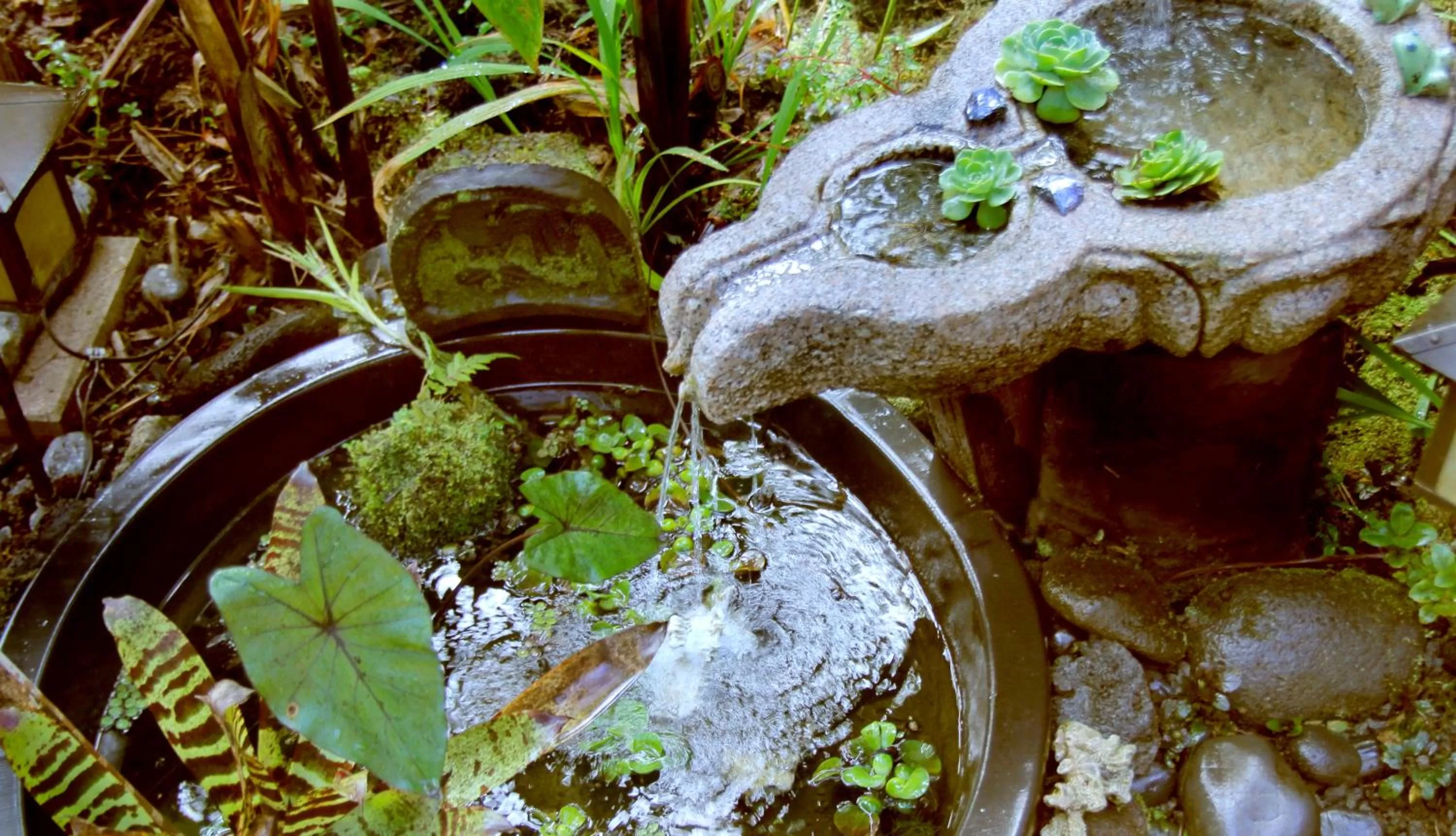 Garden, Food in Lotus Garden Cottages