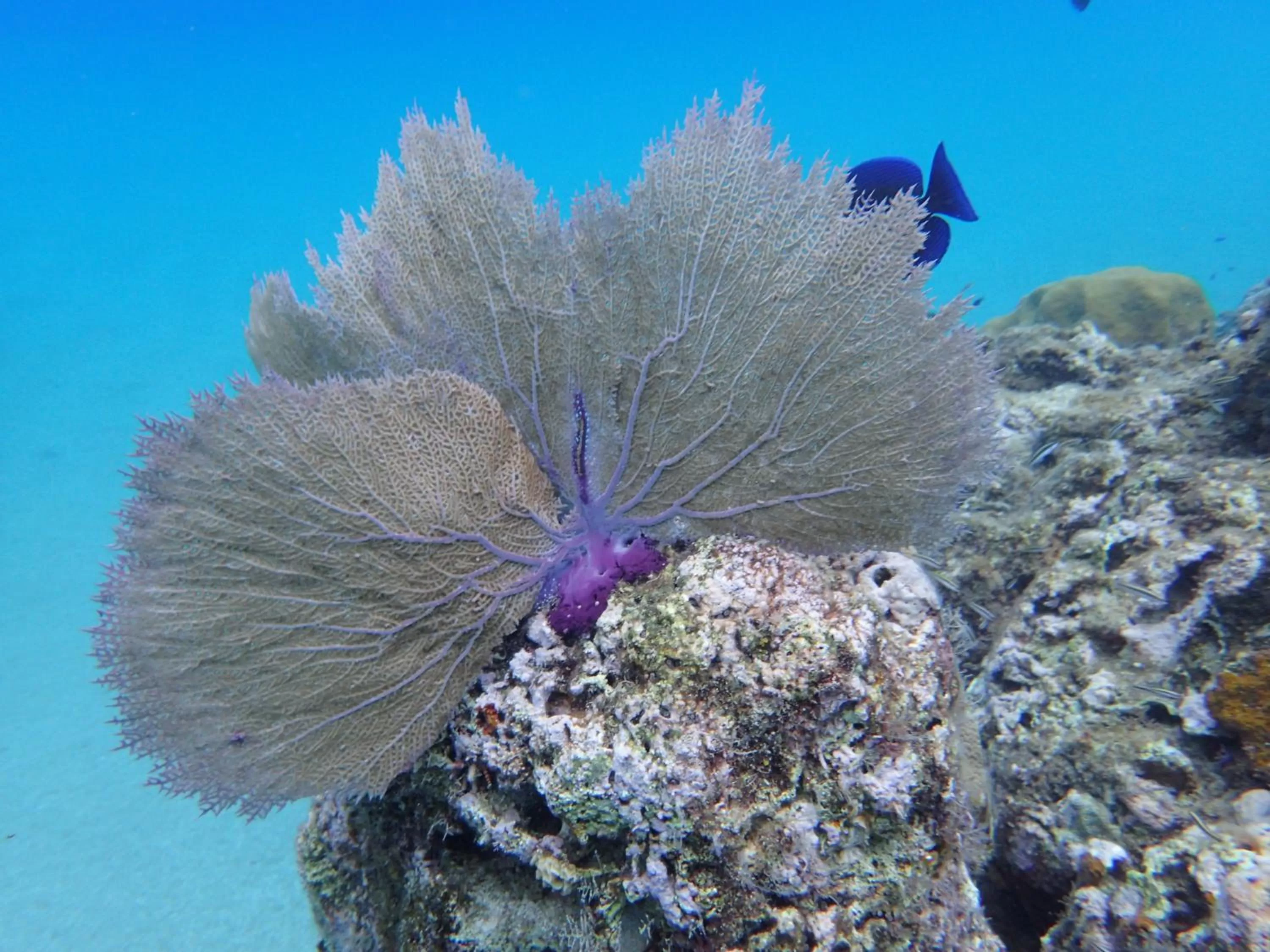 Snorkeling in Coral Blanco Hotel