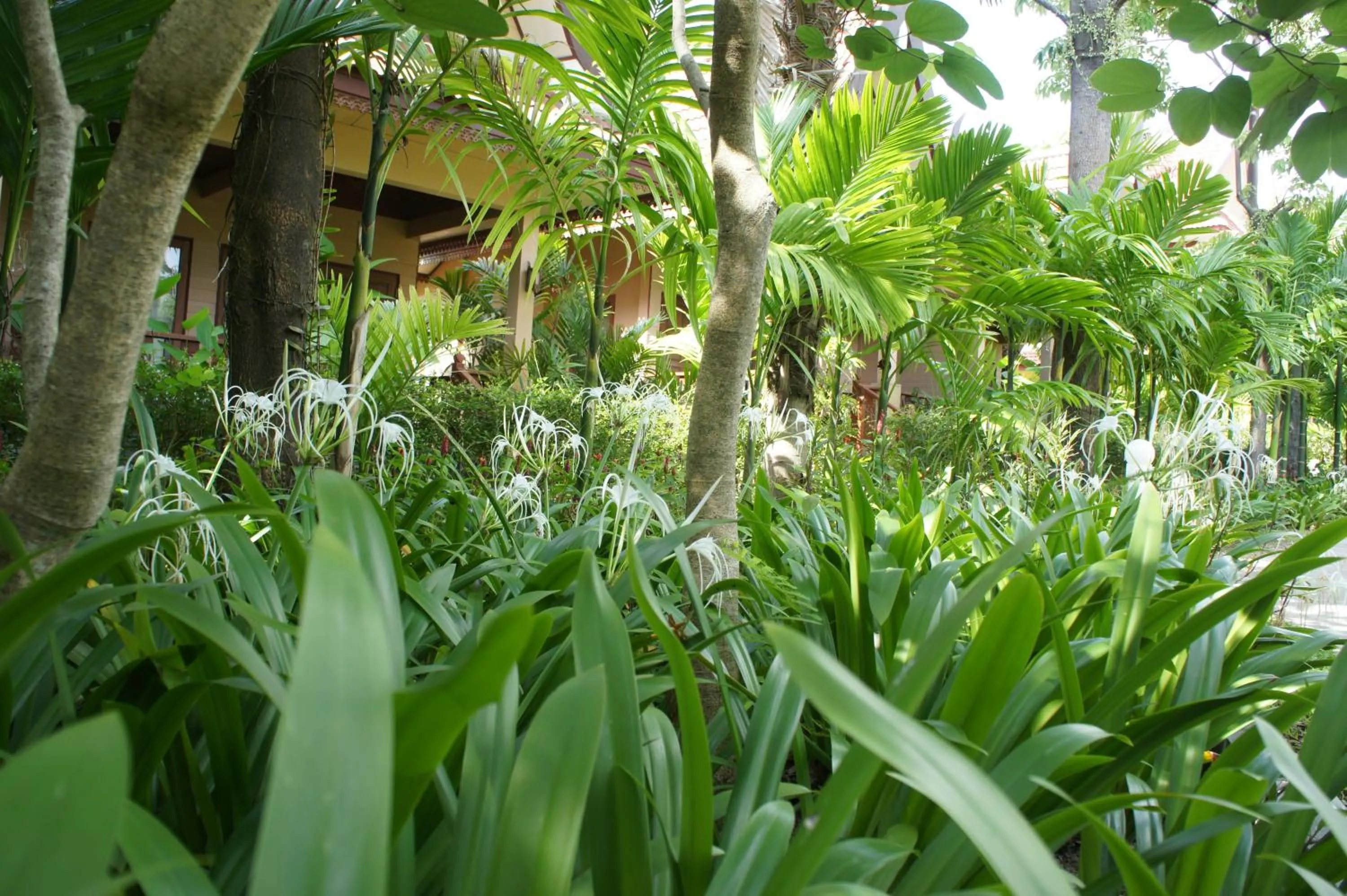 Garden in Palm Village