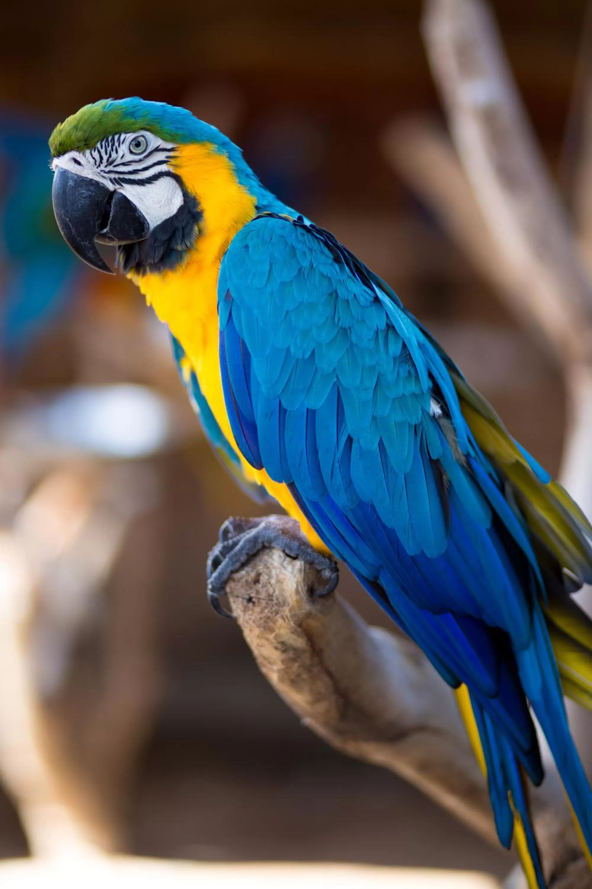 Other Animals in Pousada Sol e Mar