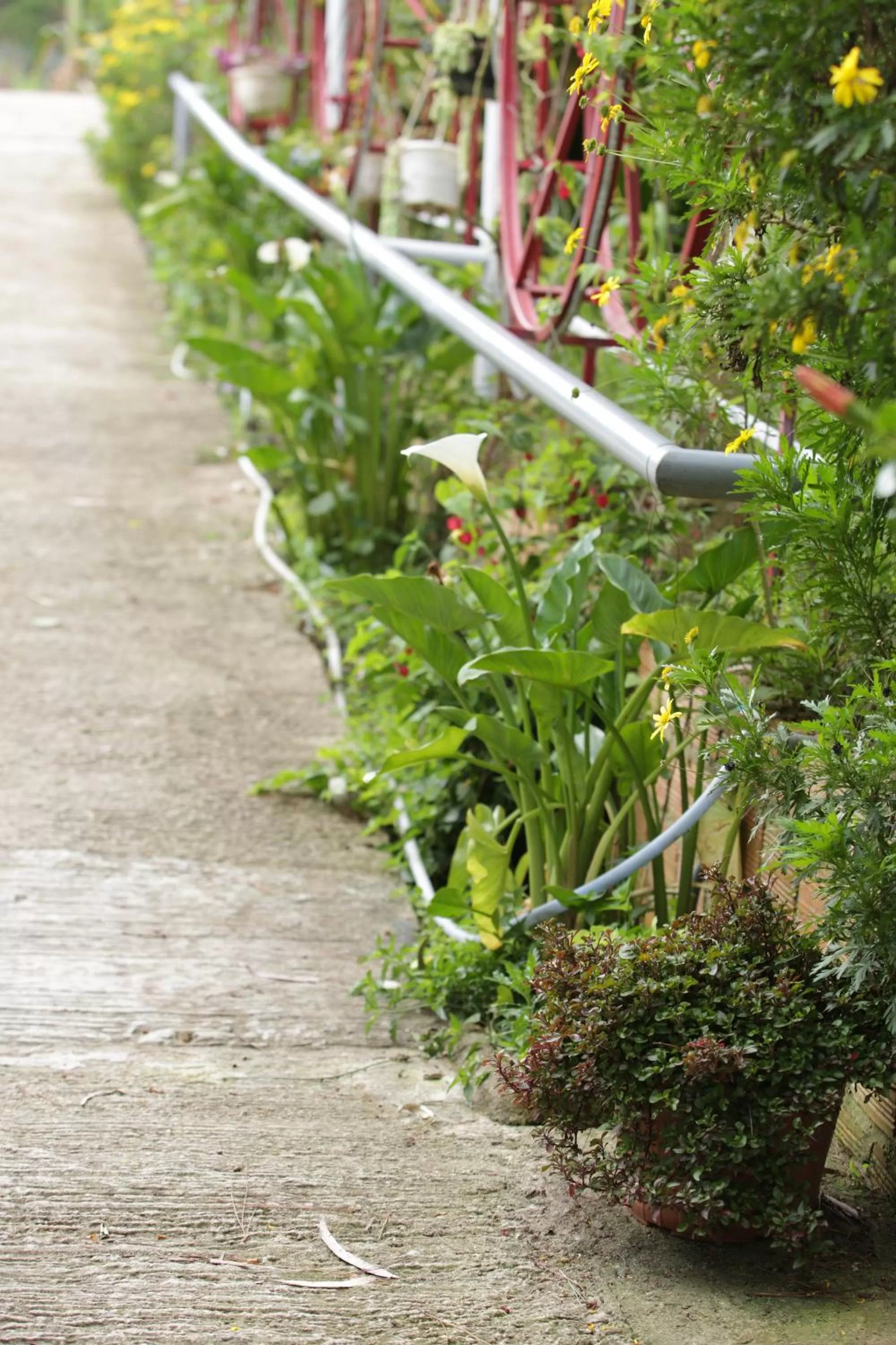 Garden in Starview Villa Dalat