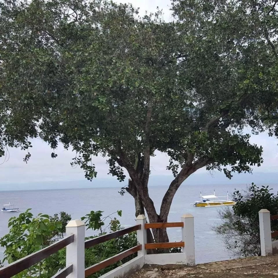 Sea view in Pescador View - Beachfront ,Extensions & nearby the Ocean Hostels & Restaurant Moalboal