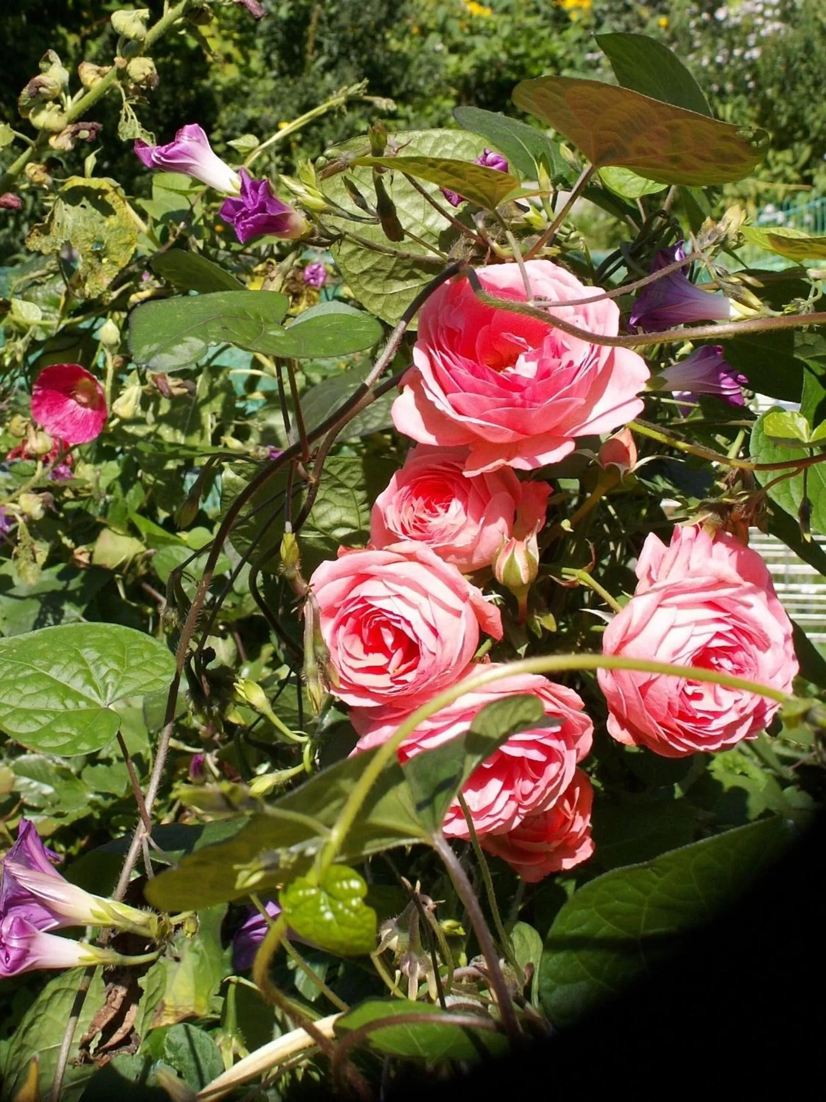 Garden in Theresenhof