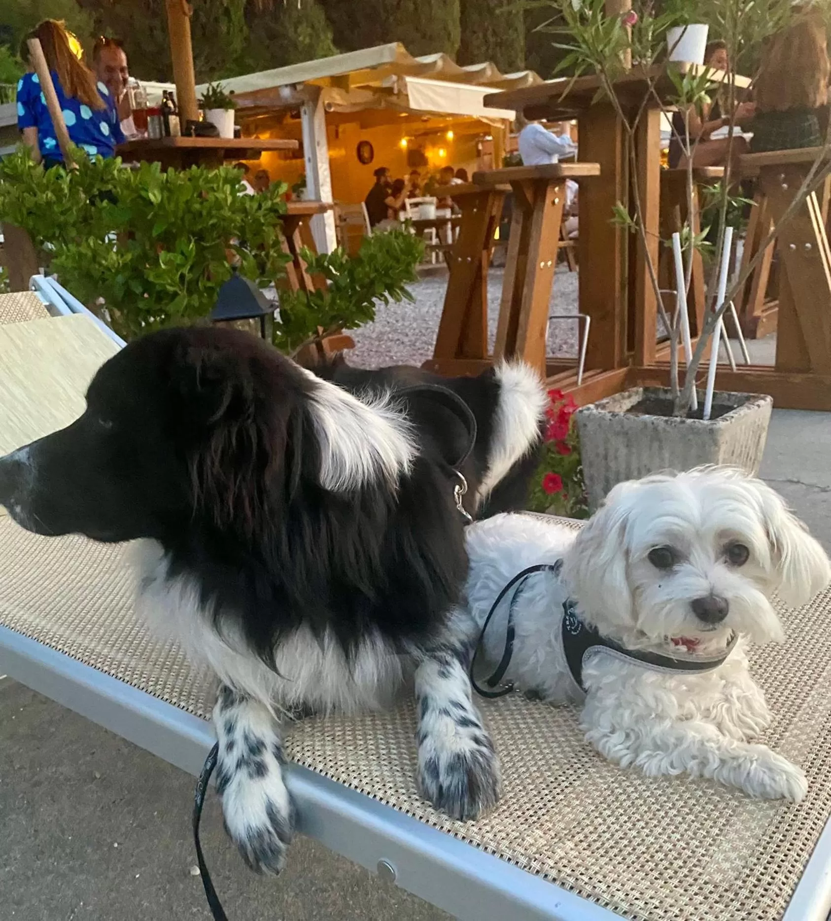 Pets in La Casa Di Campagna Sul Garda