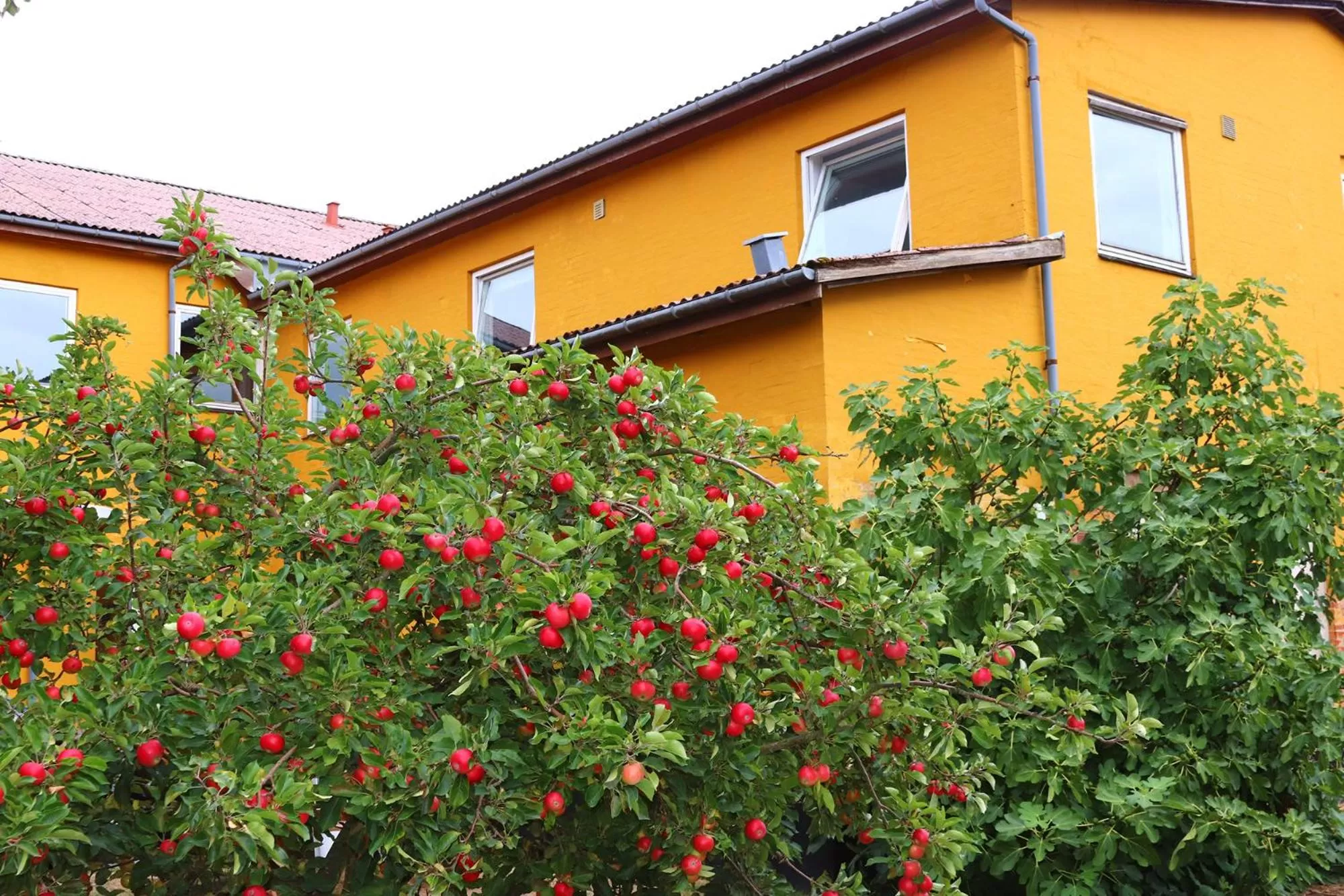 Garden, Property Building in Kanns Hotel