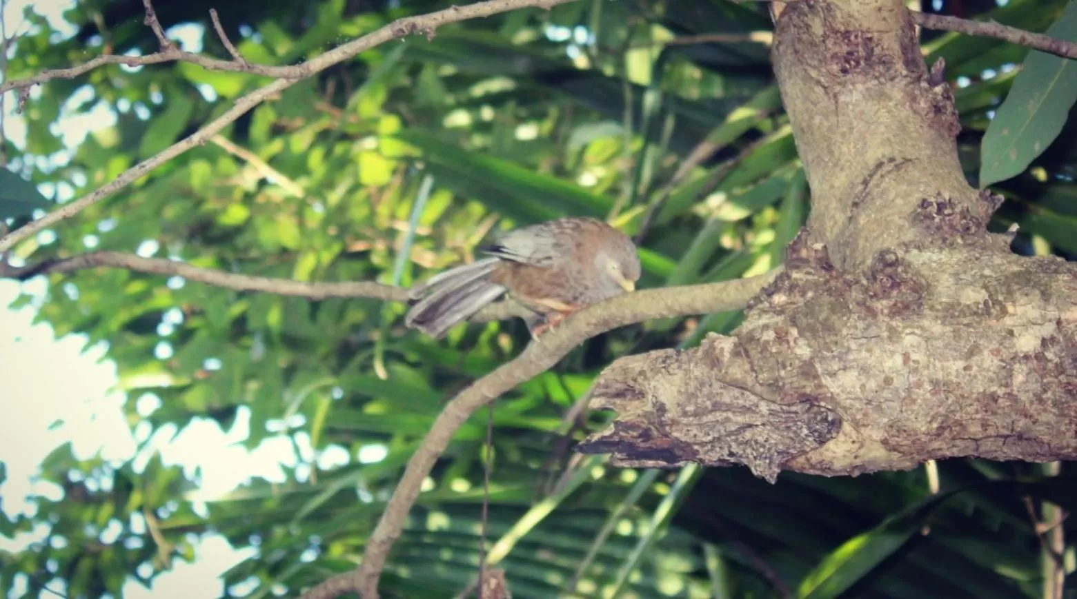 Other Animals in Green Cottage