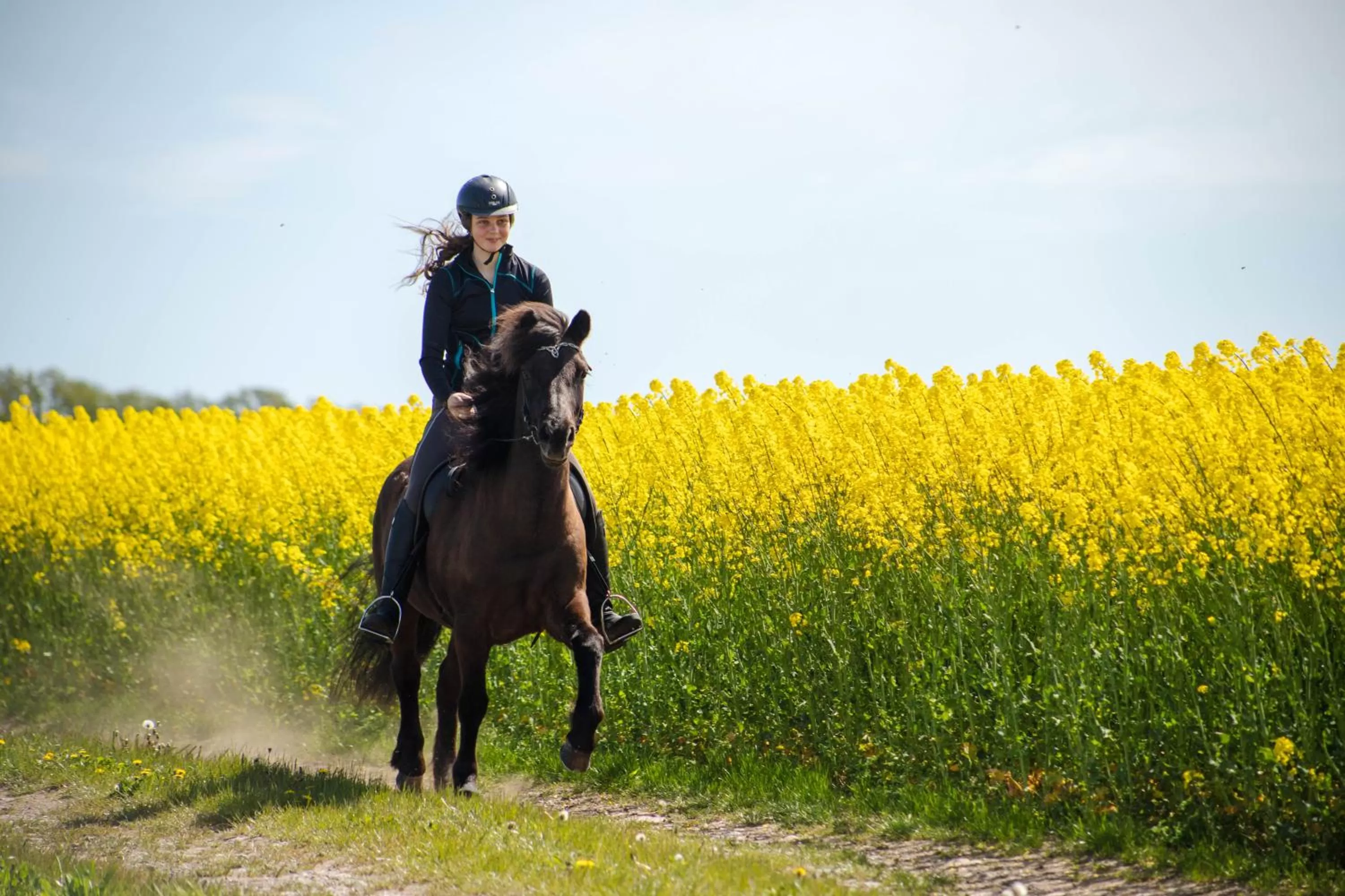 Ölands Yoga Studio & Islandshästar, Stugor & Rum