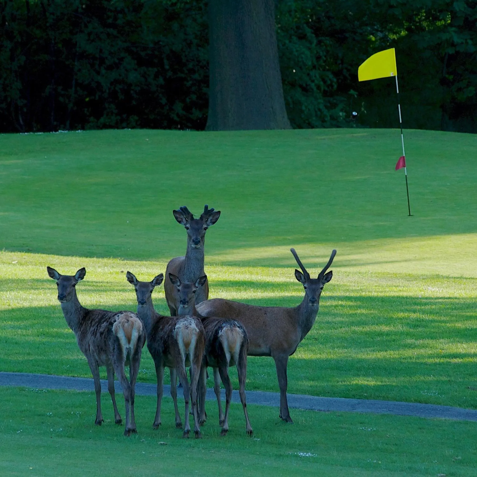 Animals in Shrigley Hall Hotel
