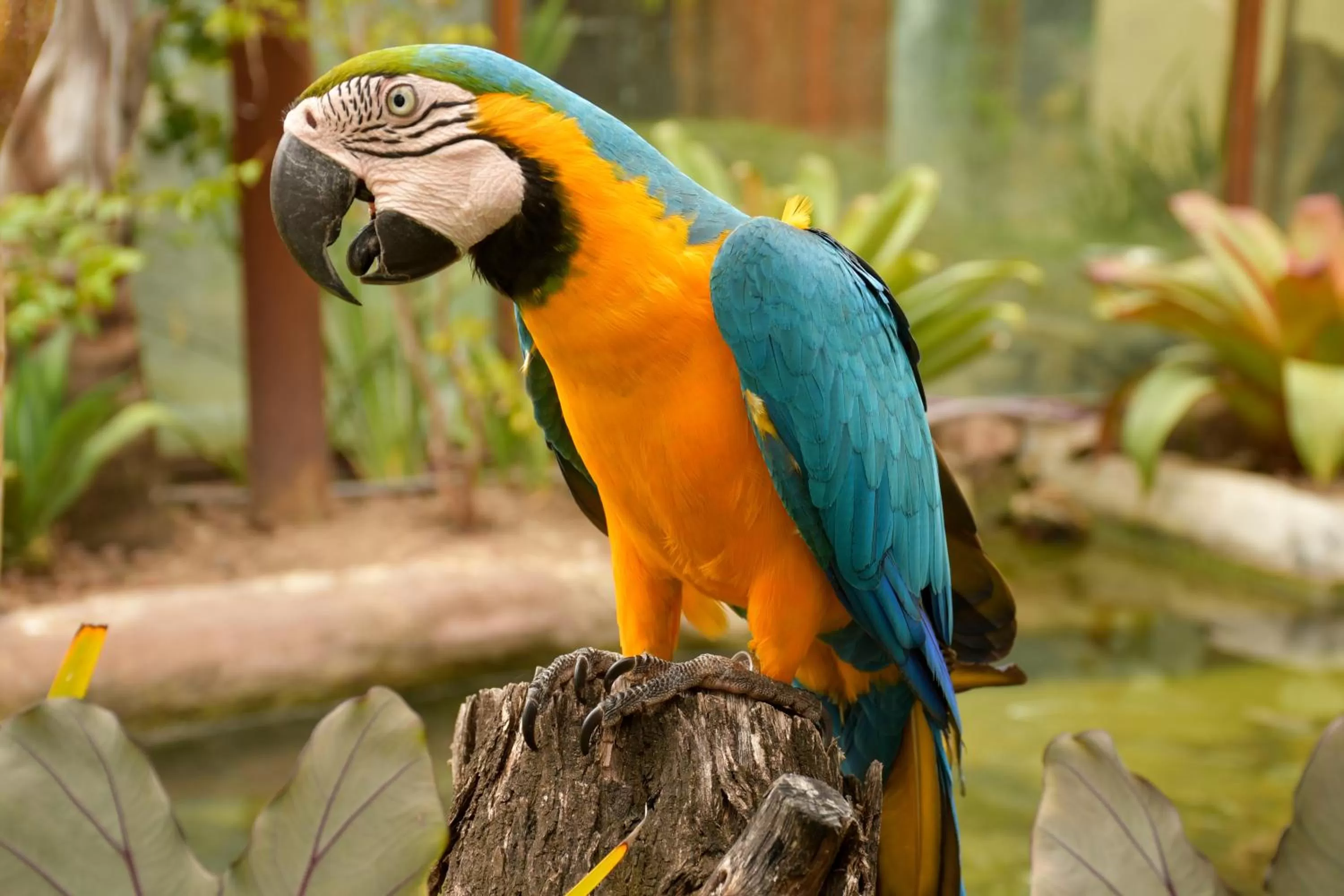 Other Animals in Pousada Sol e Mar