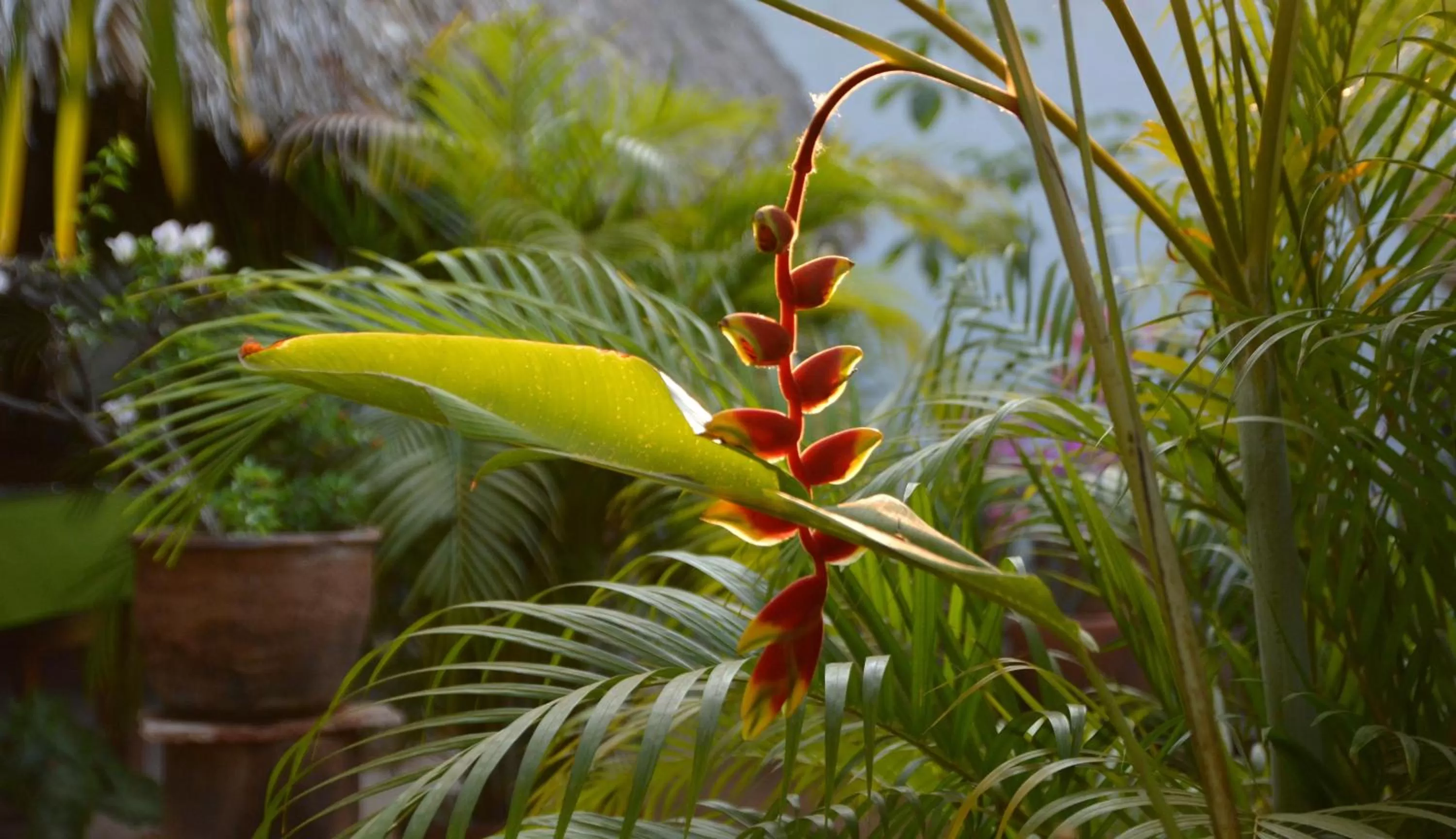 Natural landscape in Hotel Villa Mozart y Macondo