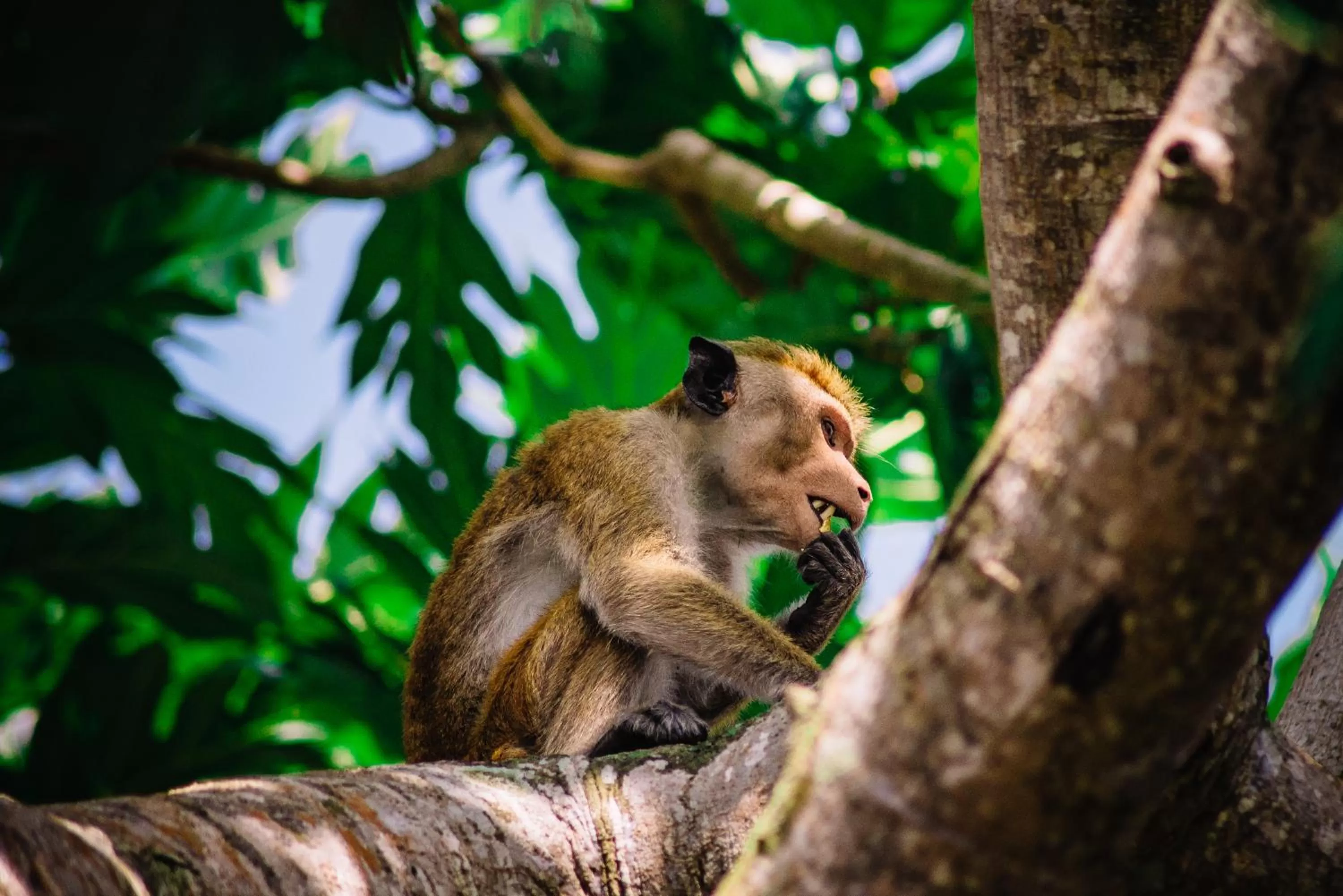 Natural landscape, Other Animals in Kadolana Guest House