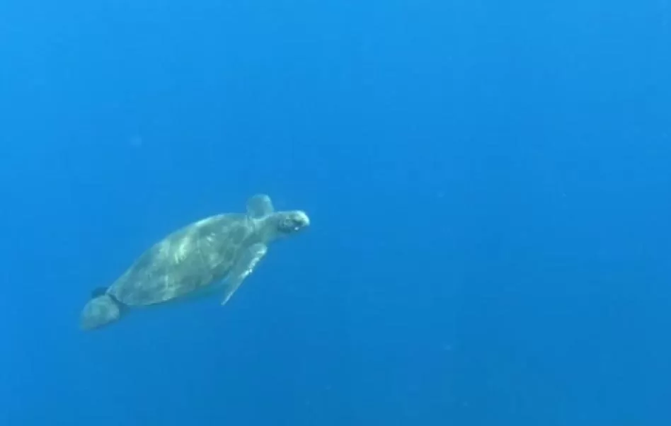 Other Animals in Terrazas del Sur